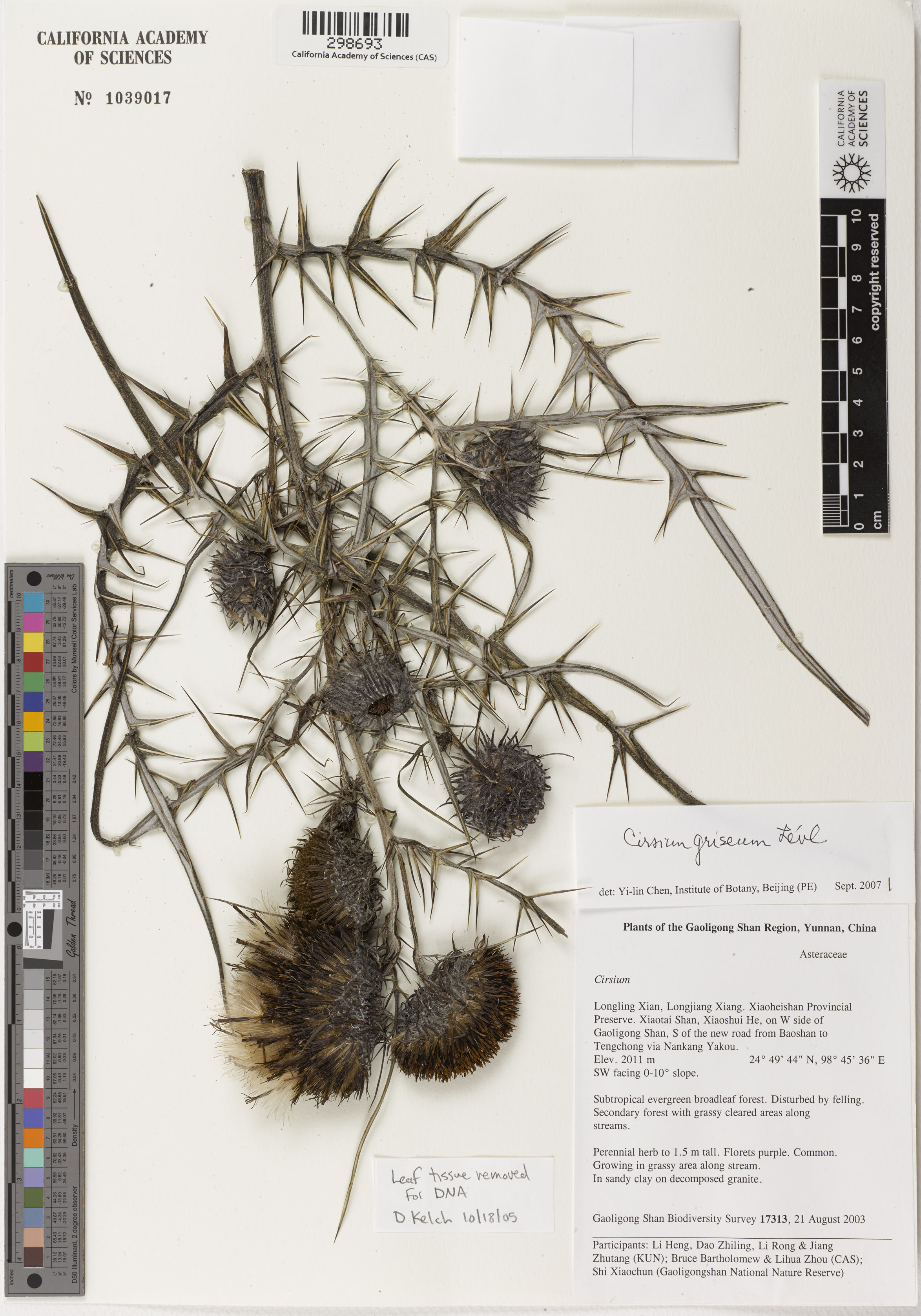 Cirsium clavatum image