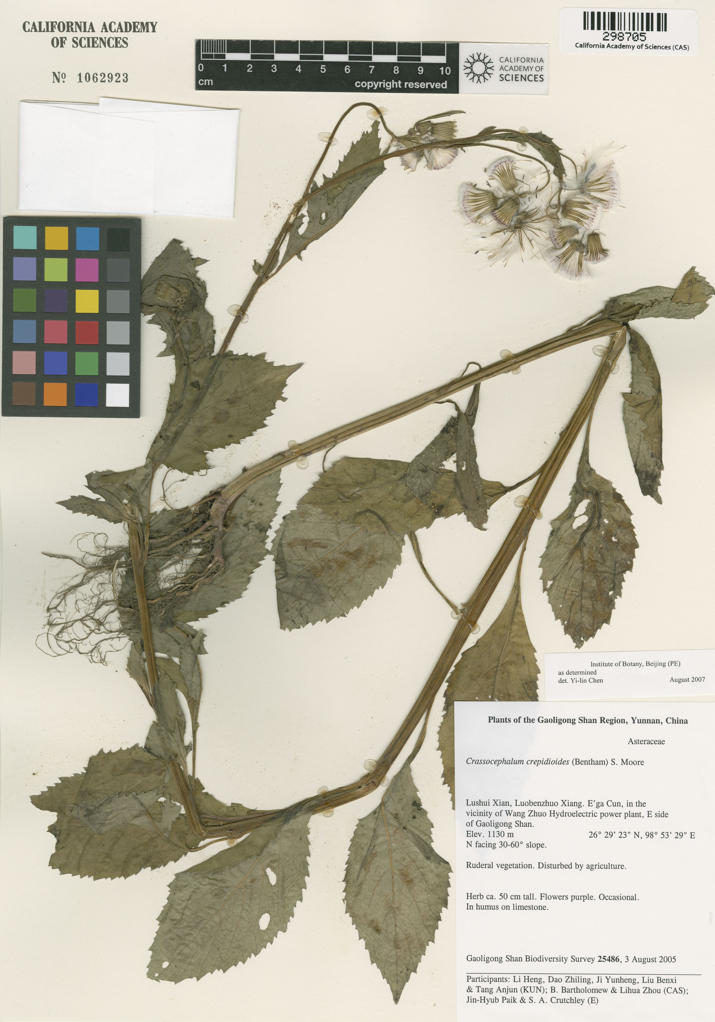 Crassocephalum image