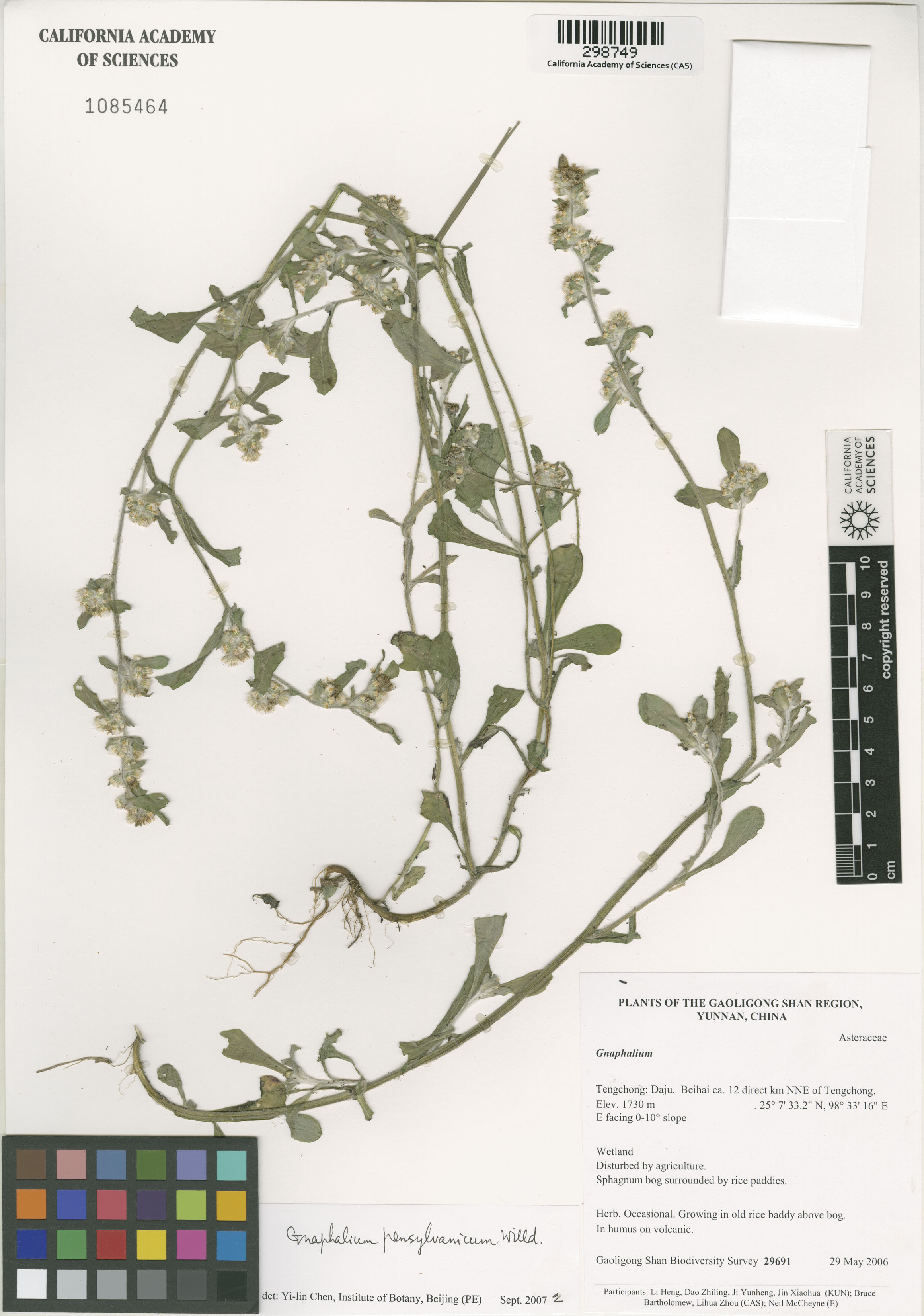 Gamochaeta pensylvanica image