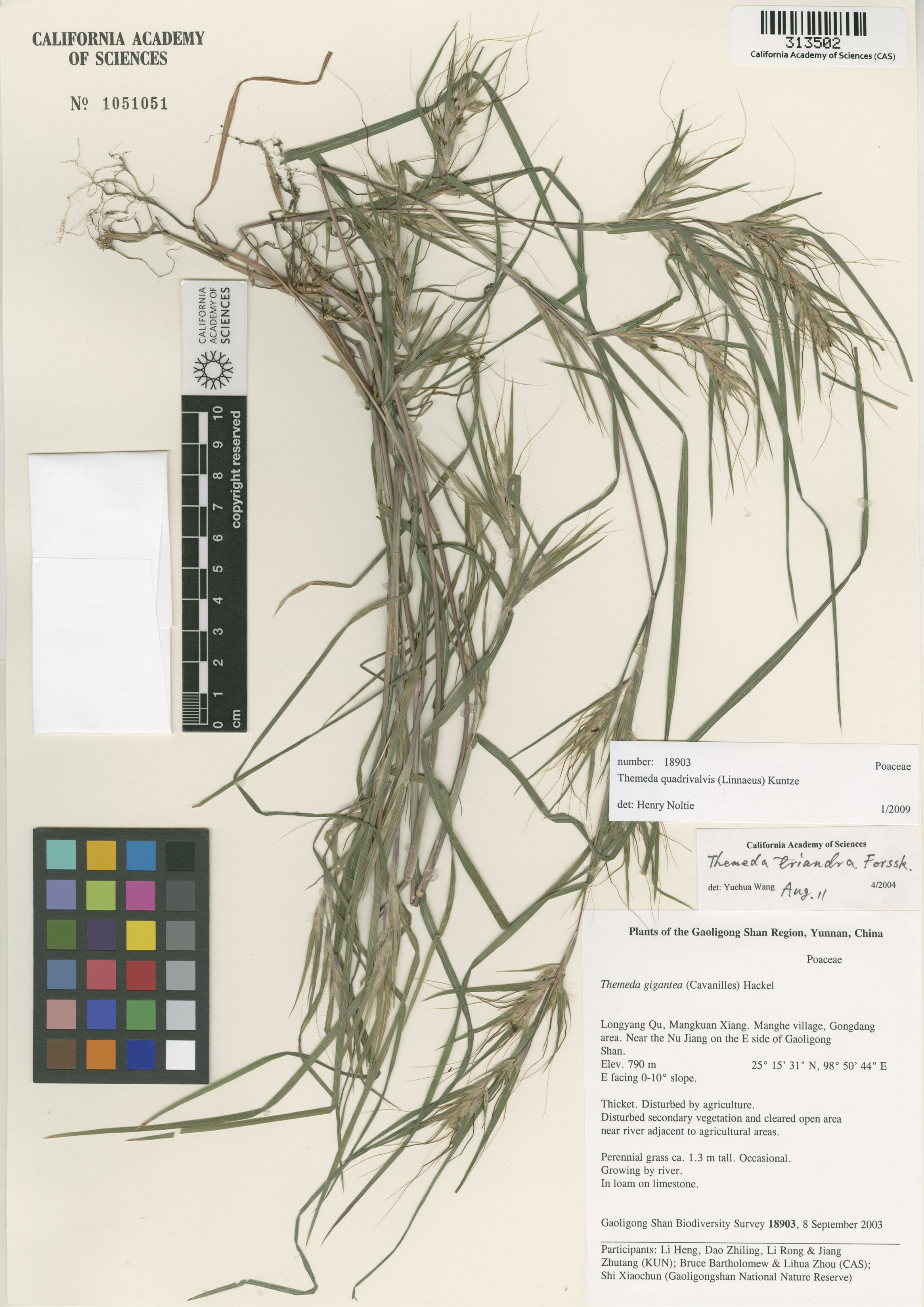 Themeda image