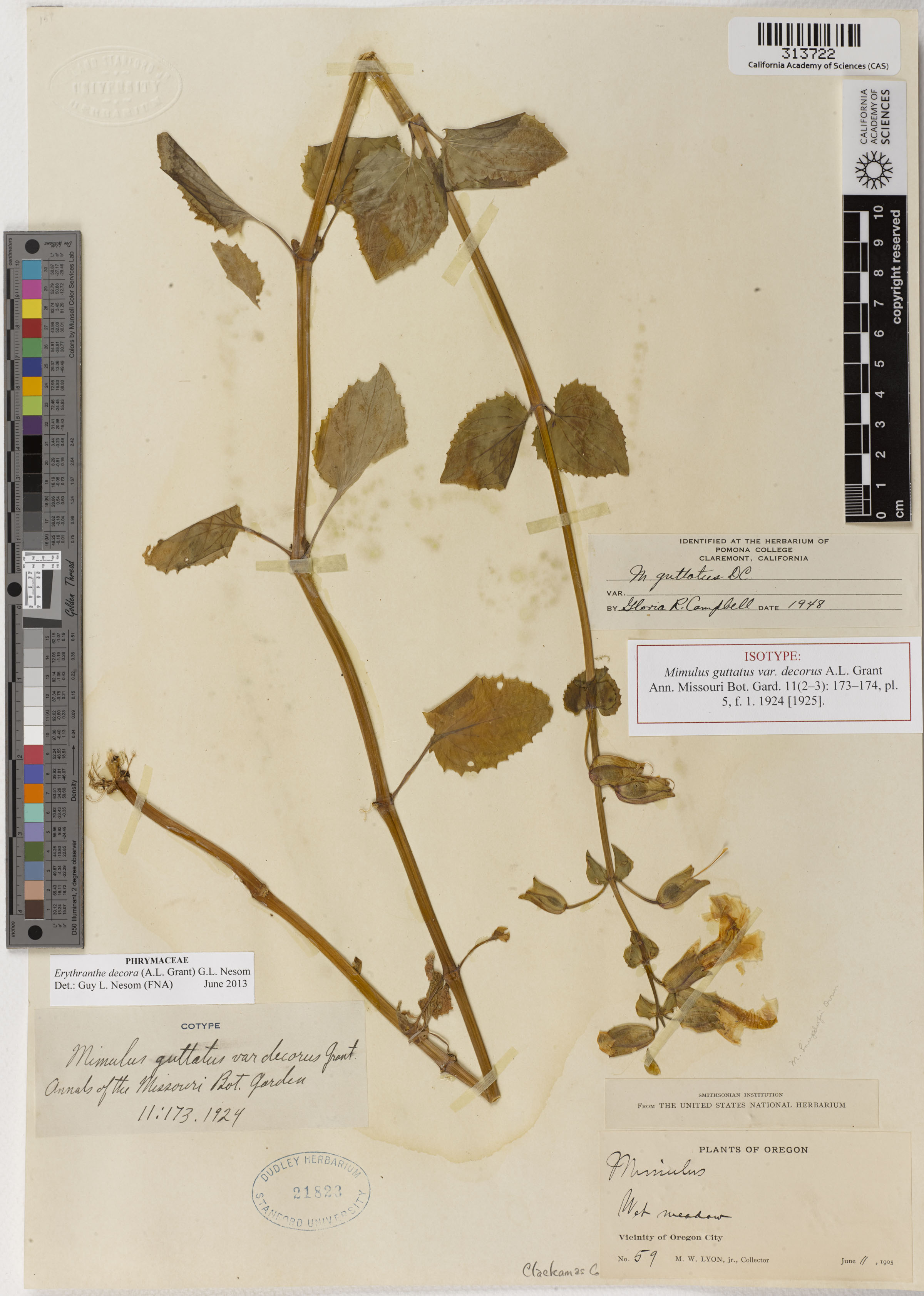 Mimulus guttatus image