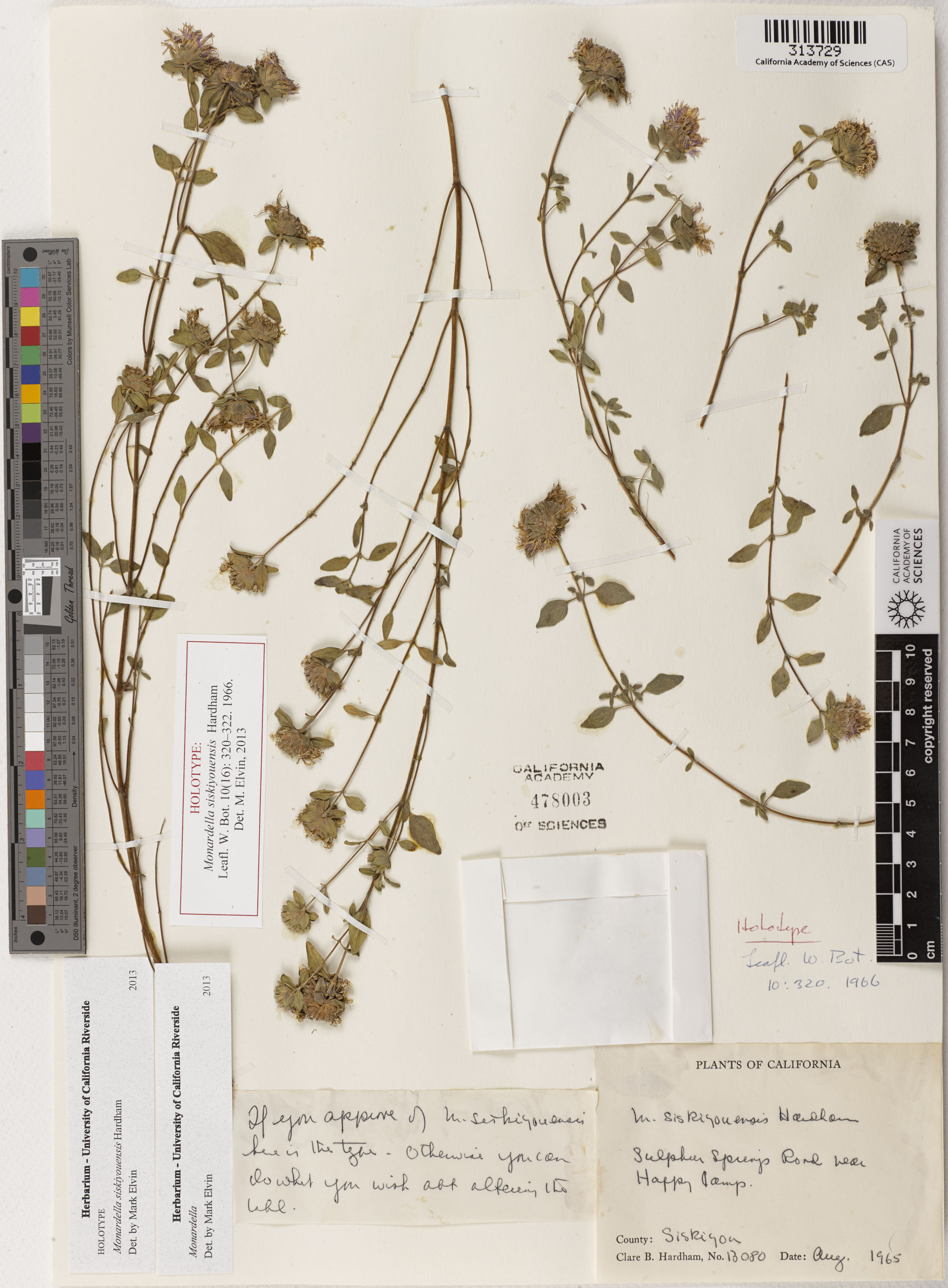 Monardella siskiyouensis image