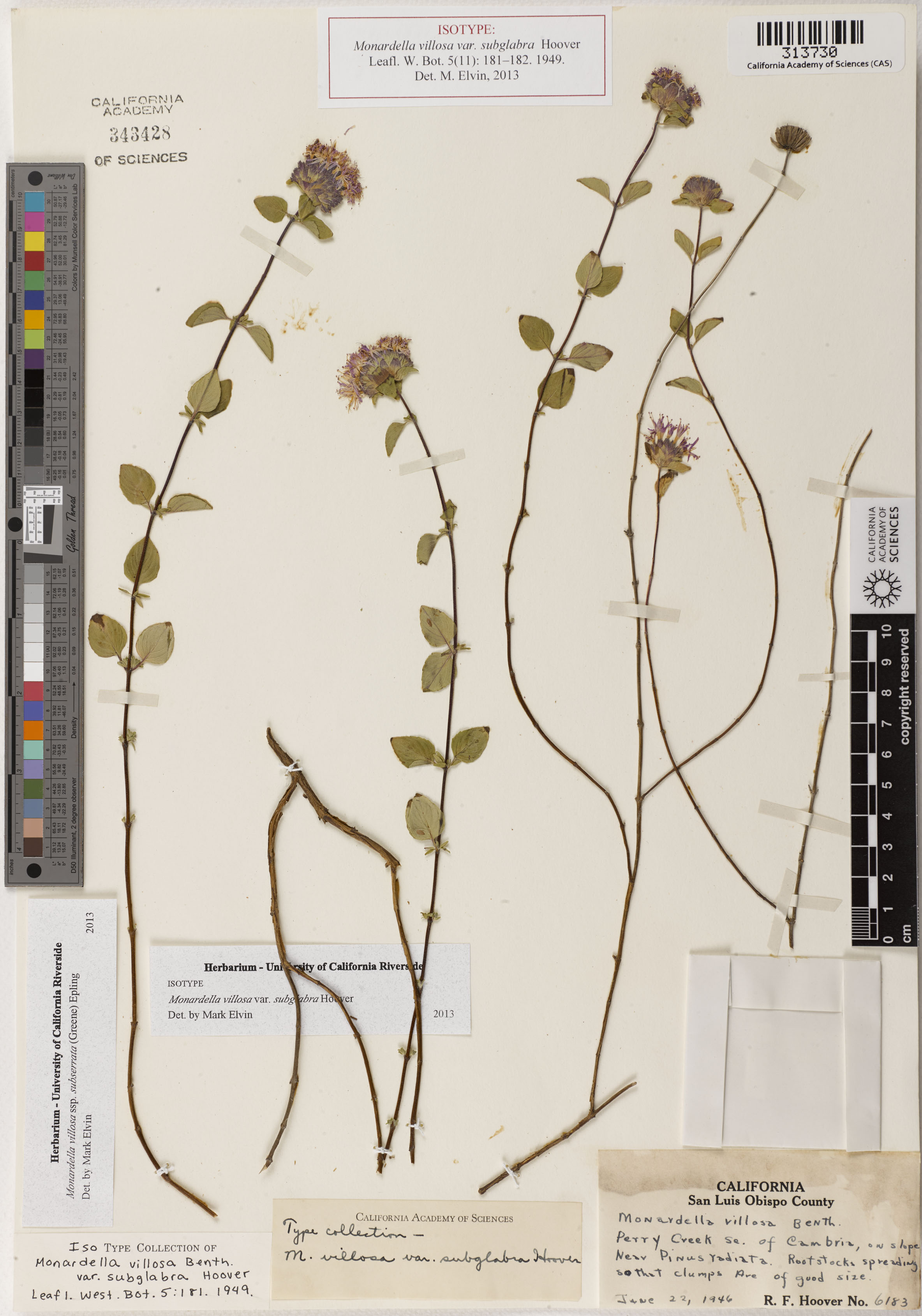 Monardella villosa ssp. villosa image