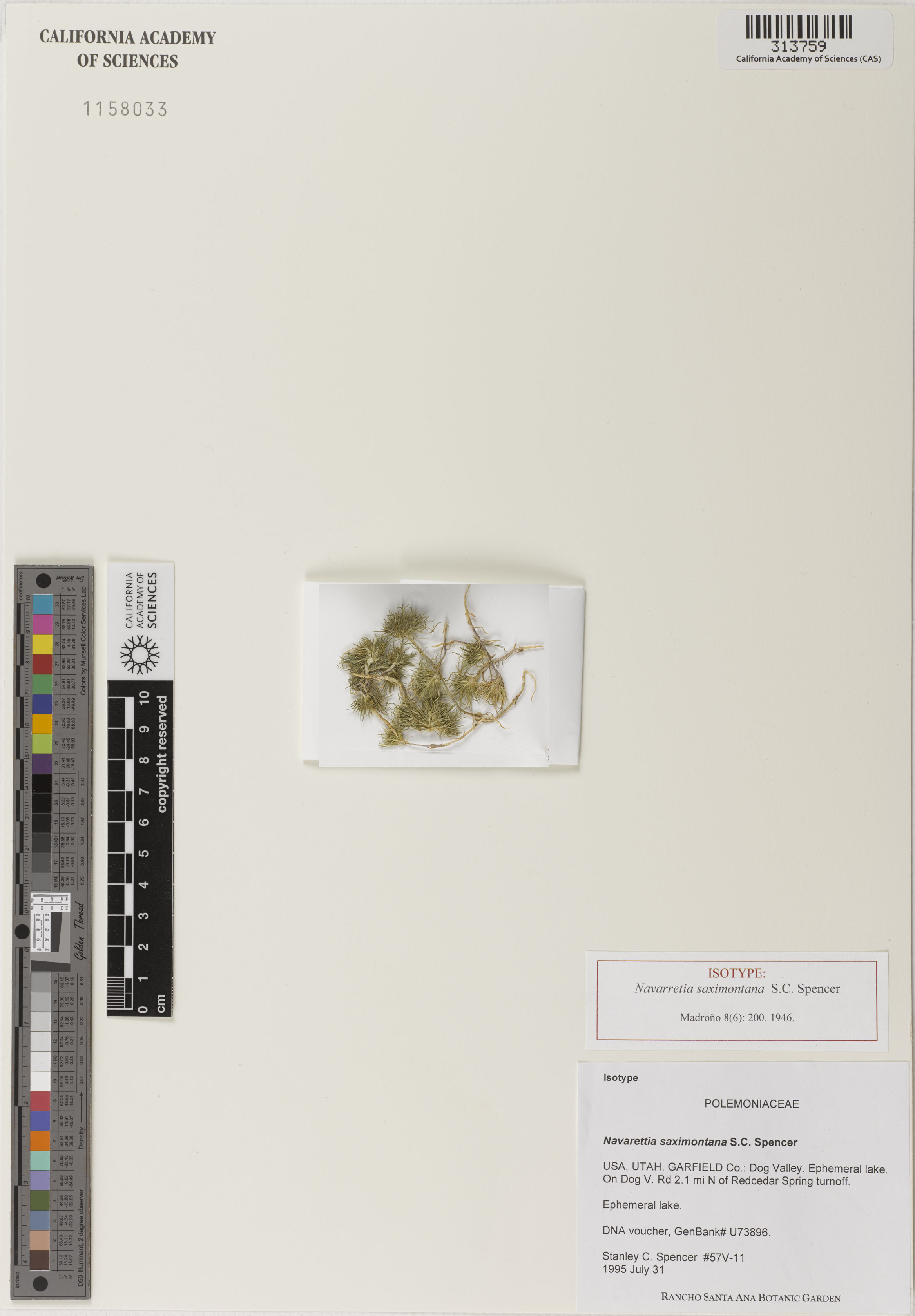 Navarretia saximontana image