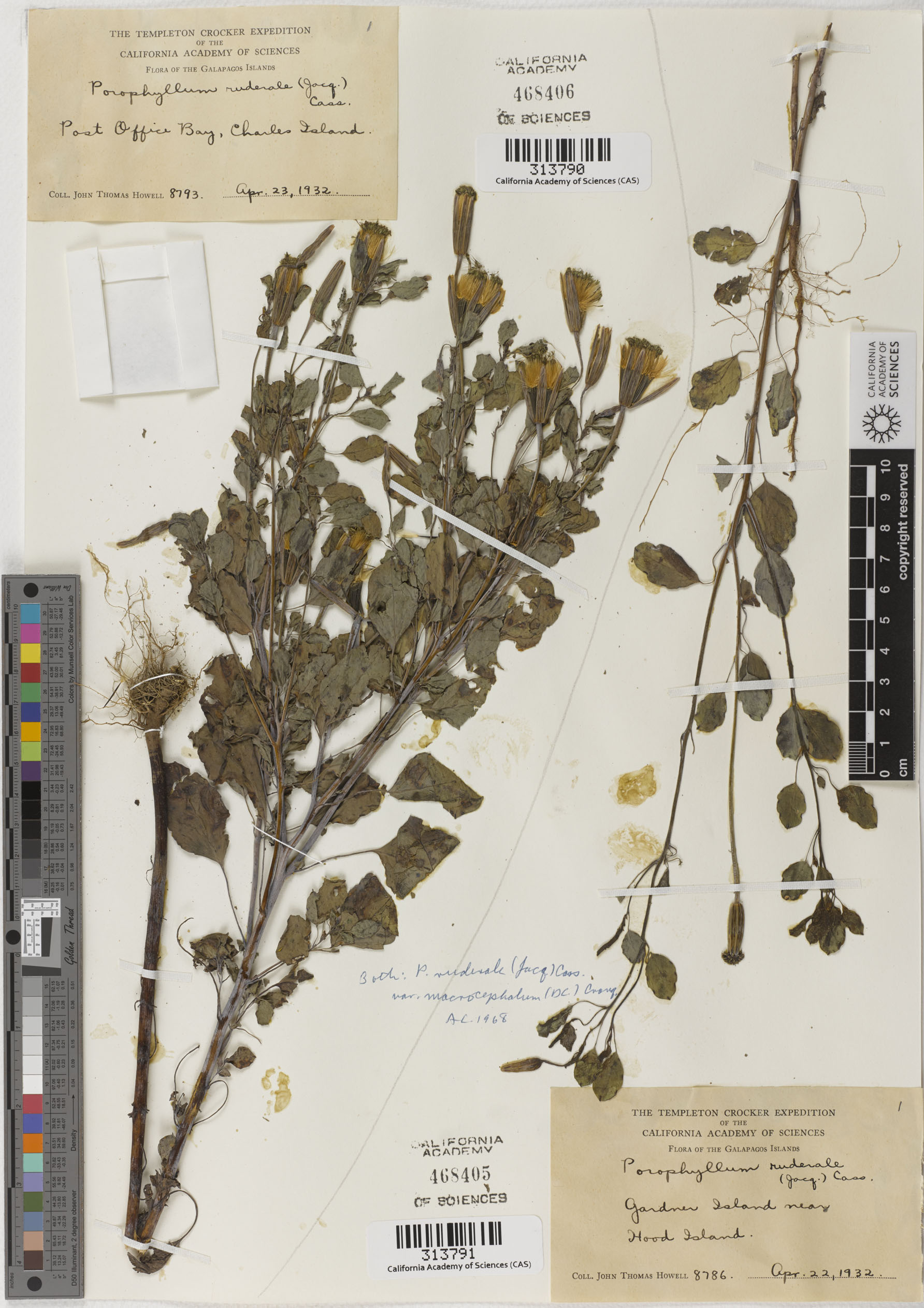 Porophyllum ruderale image