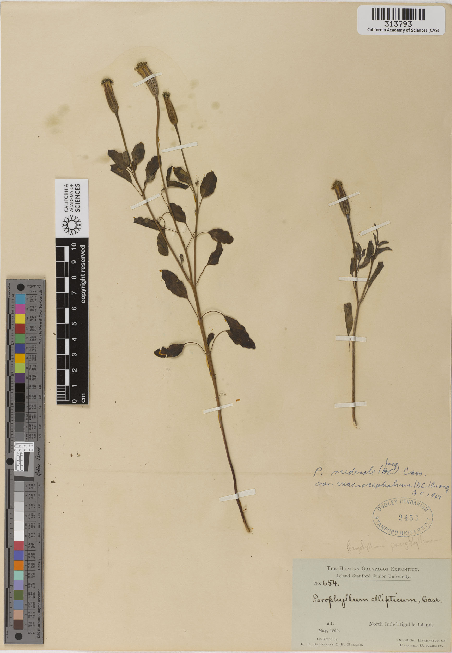 Porophyllum ruderale ssp. macrocephalum image