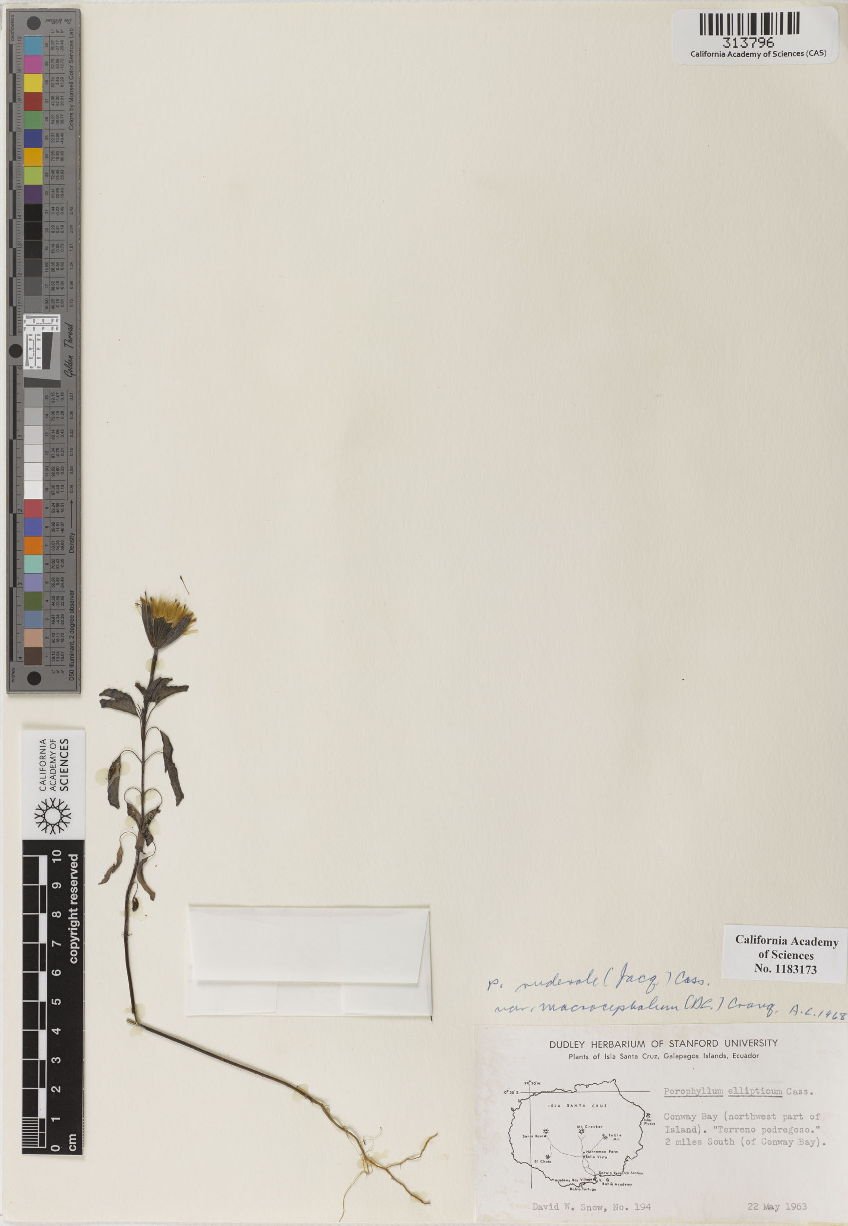 Porophyllum ruderale image