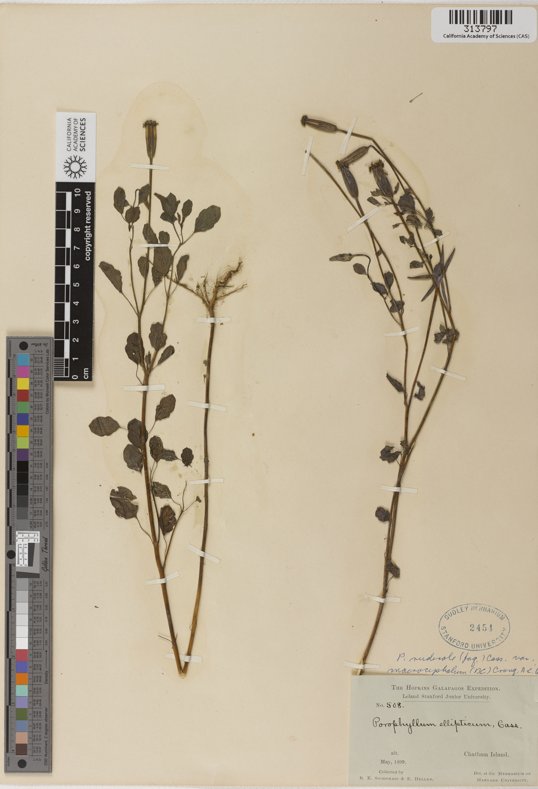 Porophyllum ruderale ssp. macrocephalum image