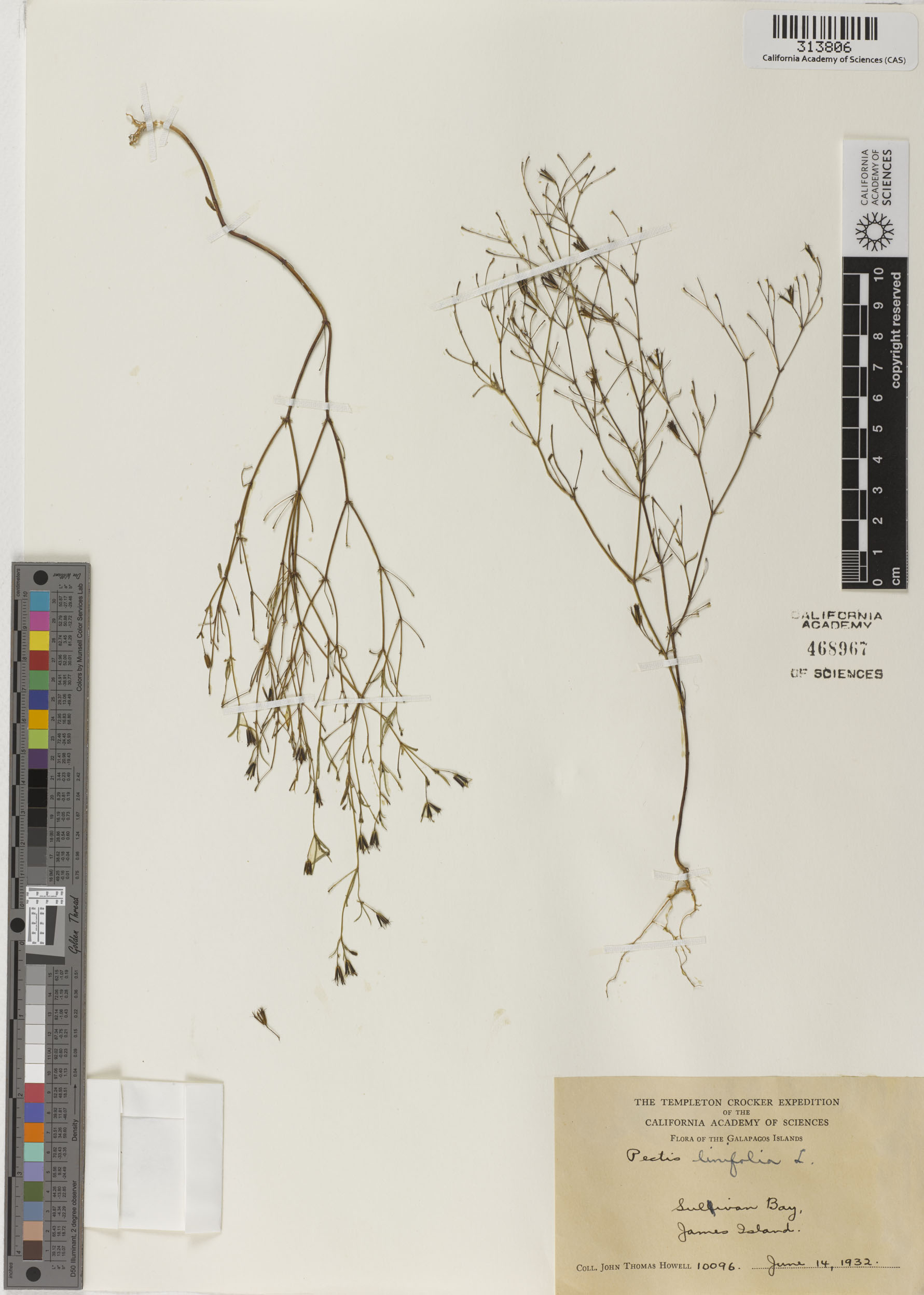 Pectis linifolia image