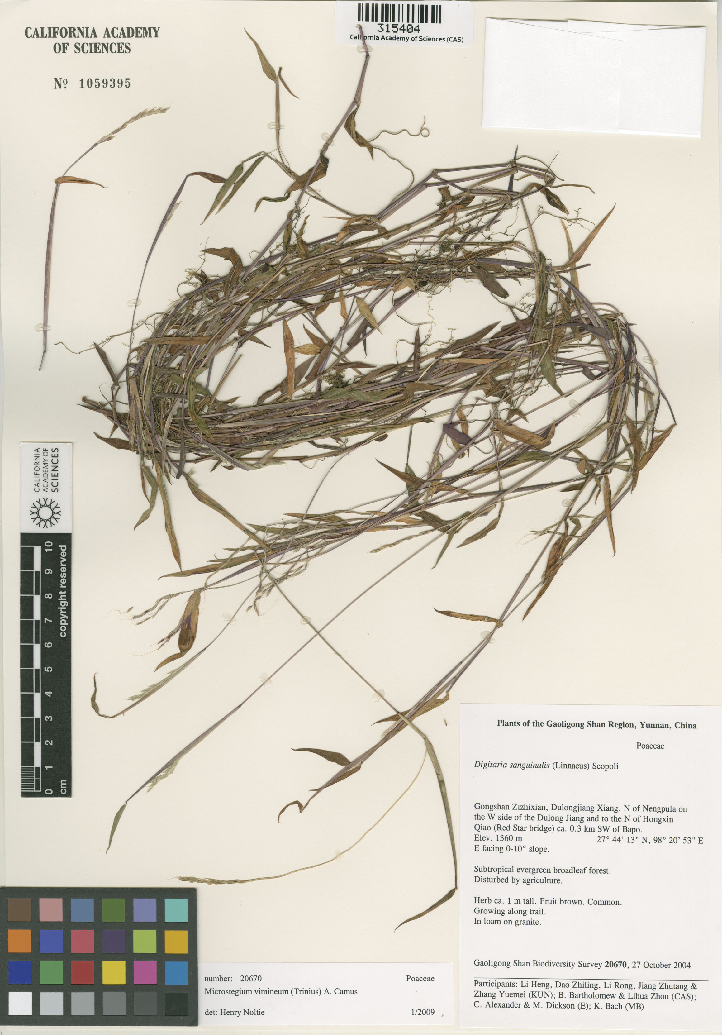 Microstegium vimineum image