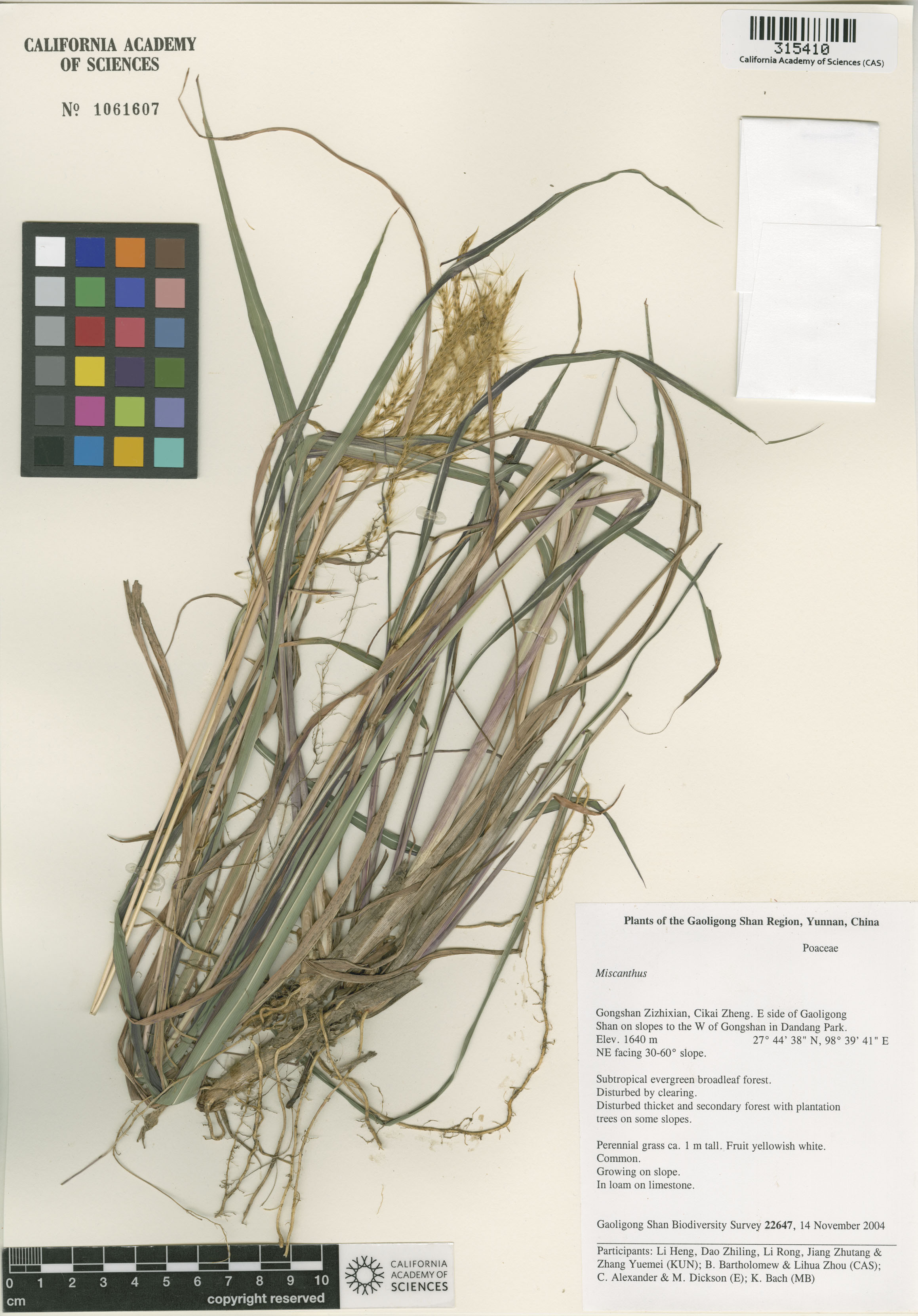 Miscanthus image