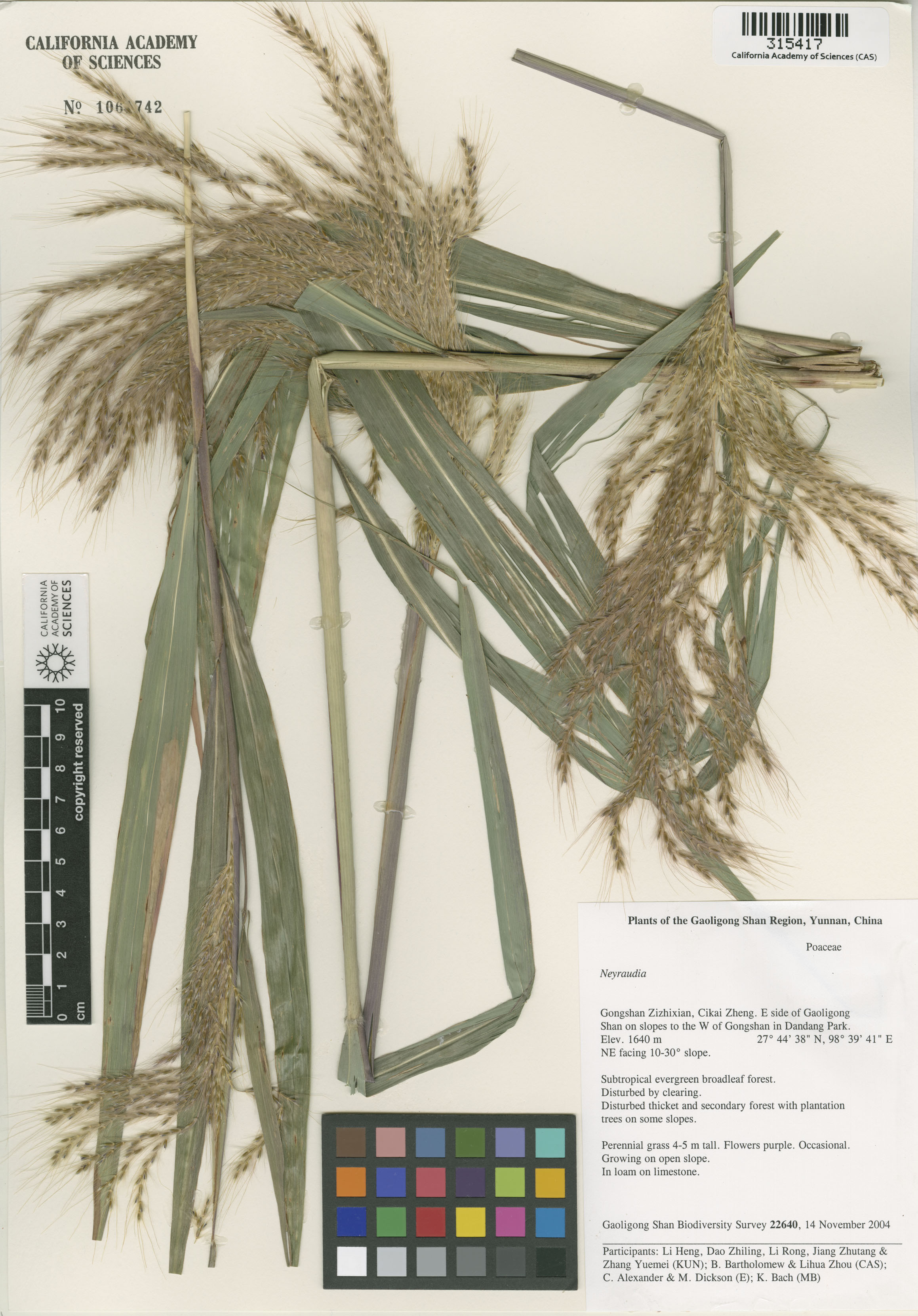 Miscanthus image