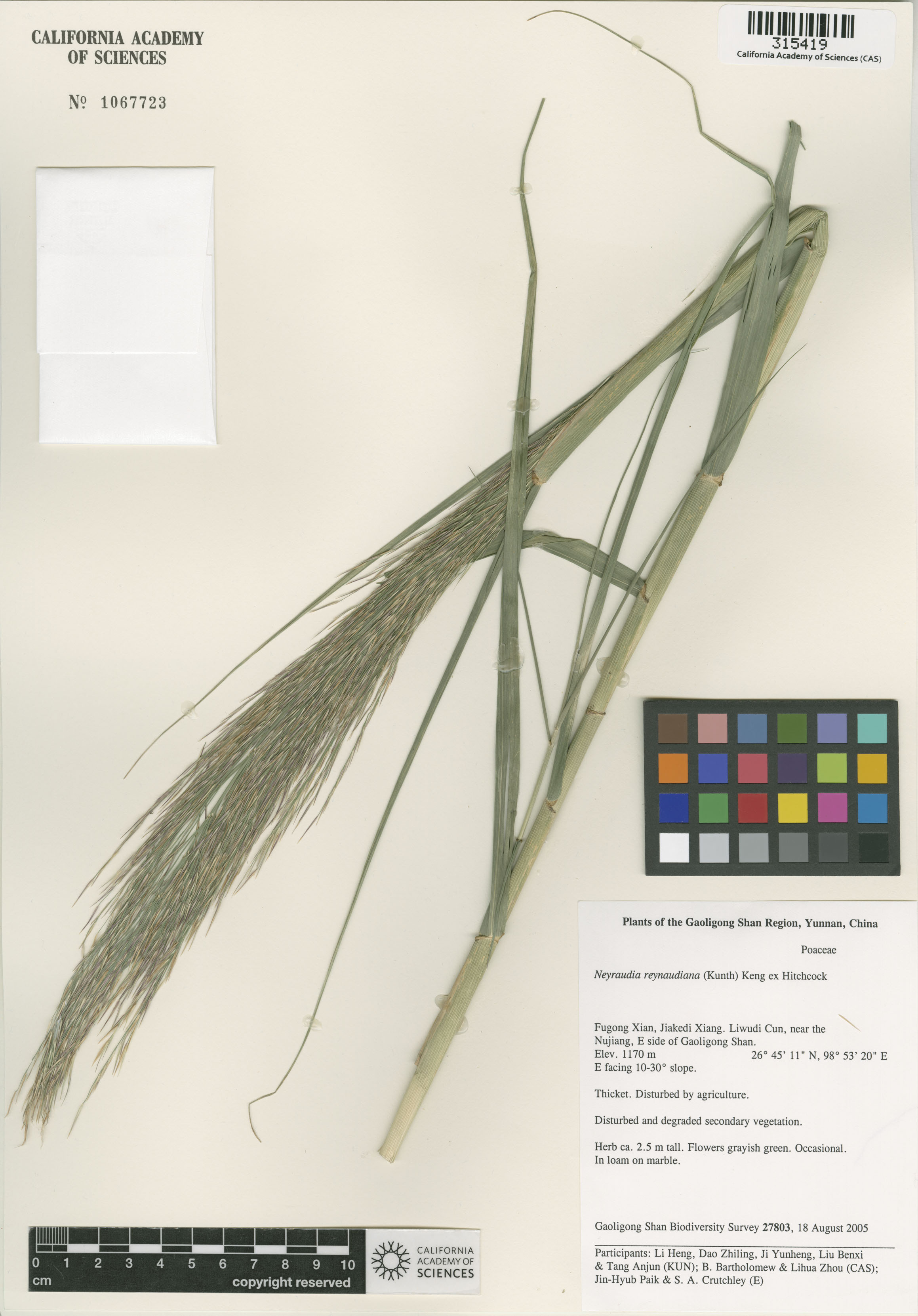 Neyraudia reynaudiana image