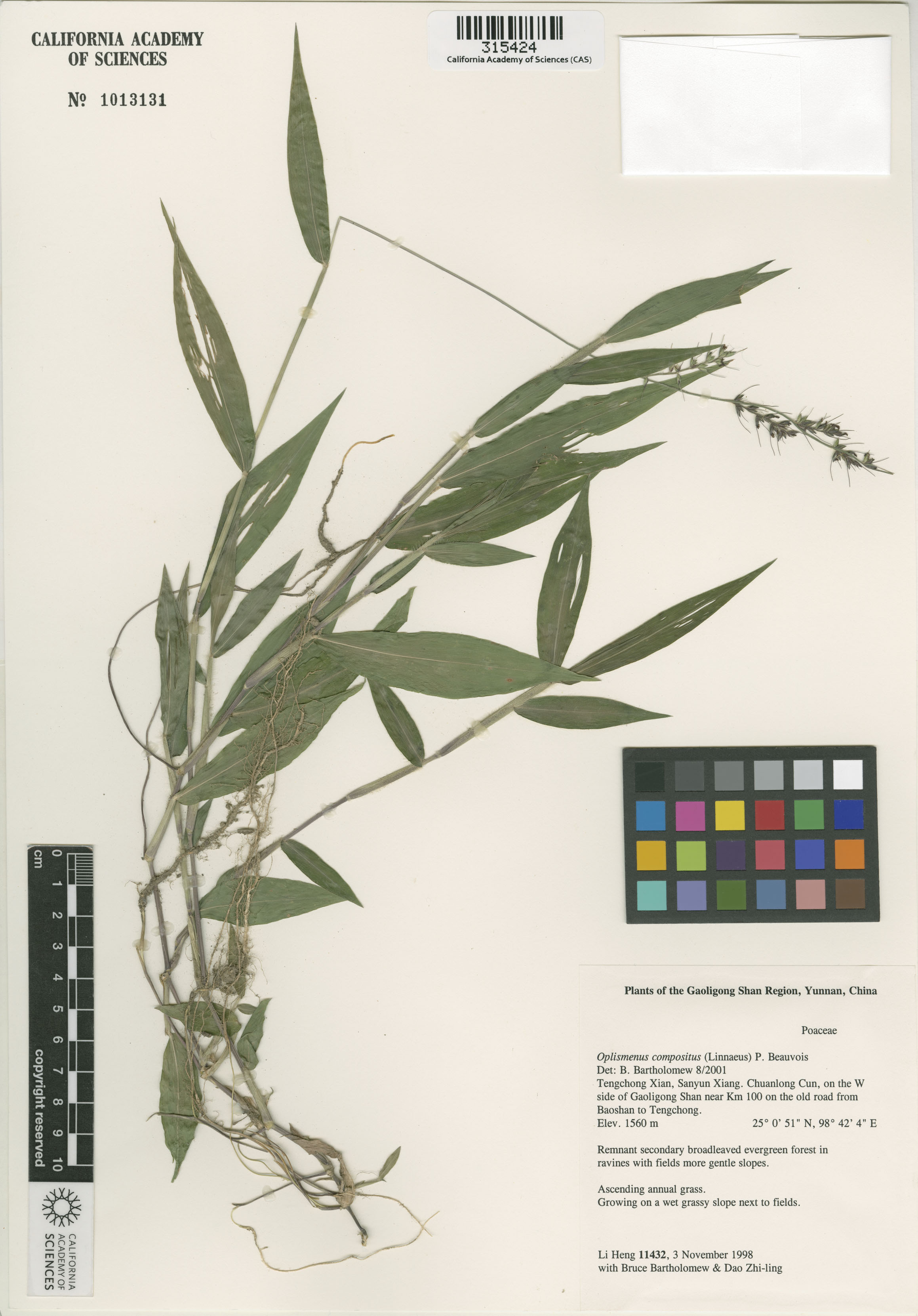 Oplismenus compositus image