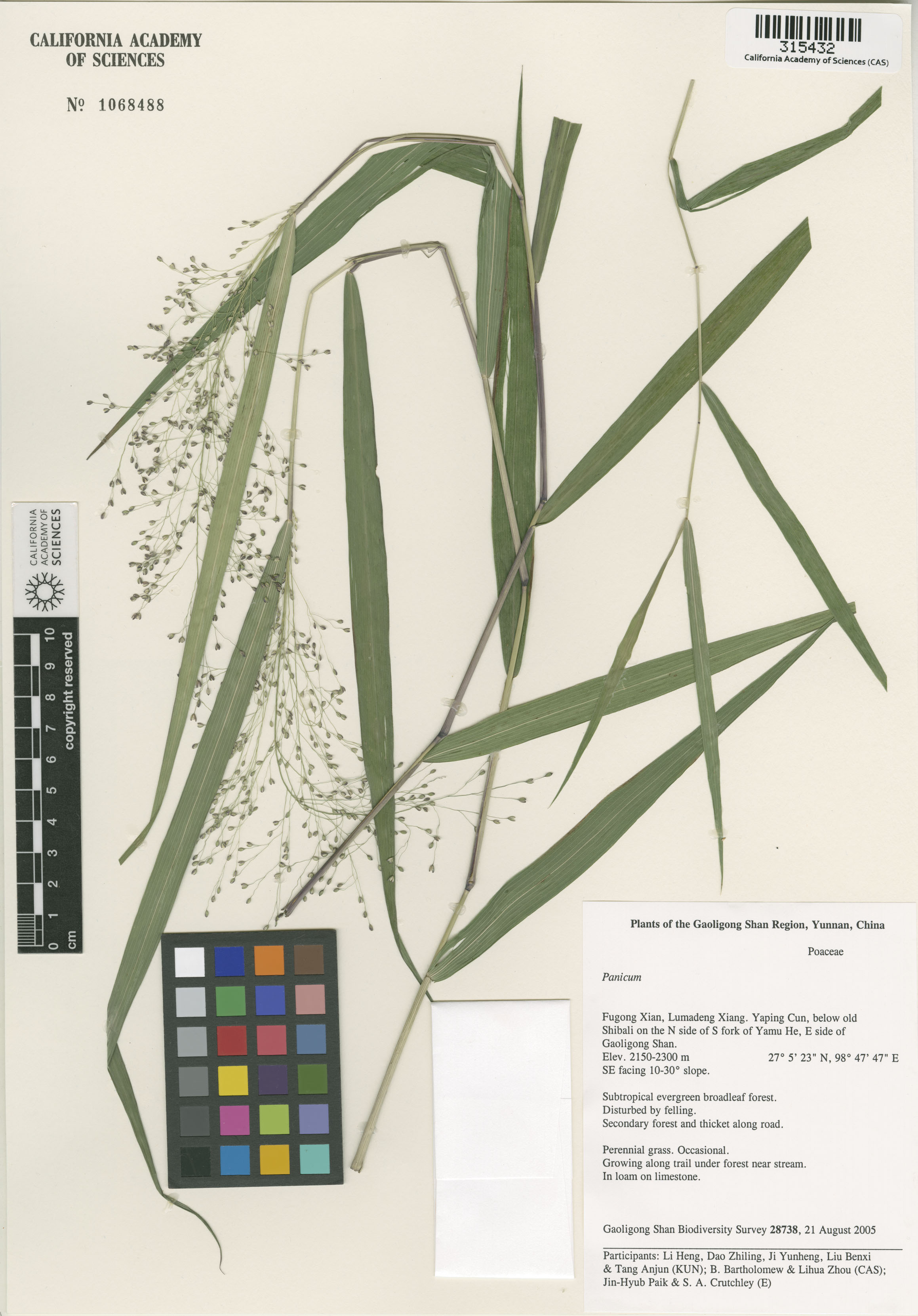 Panicum image