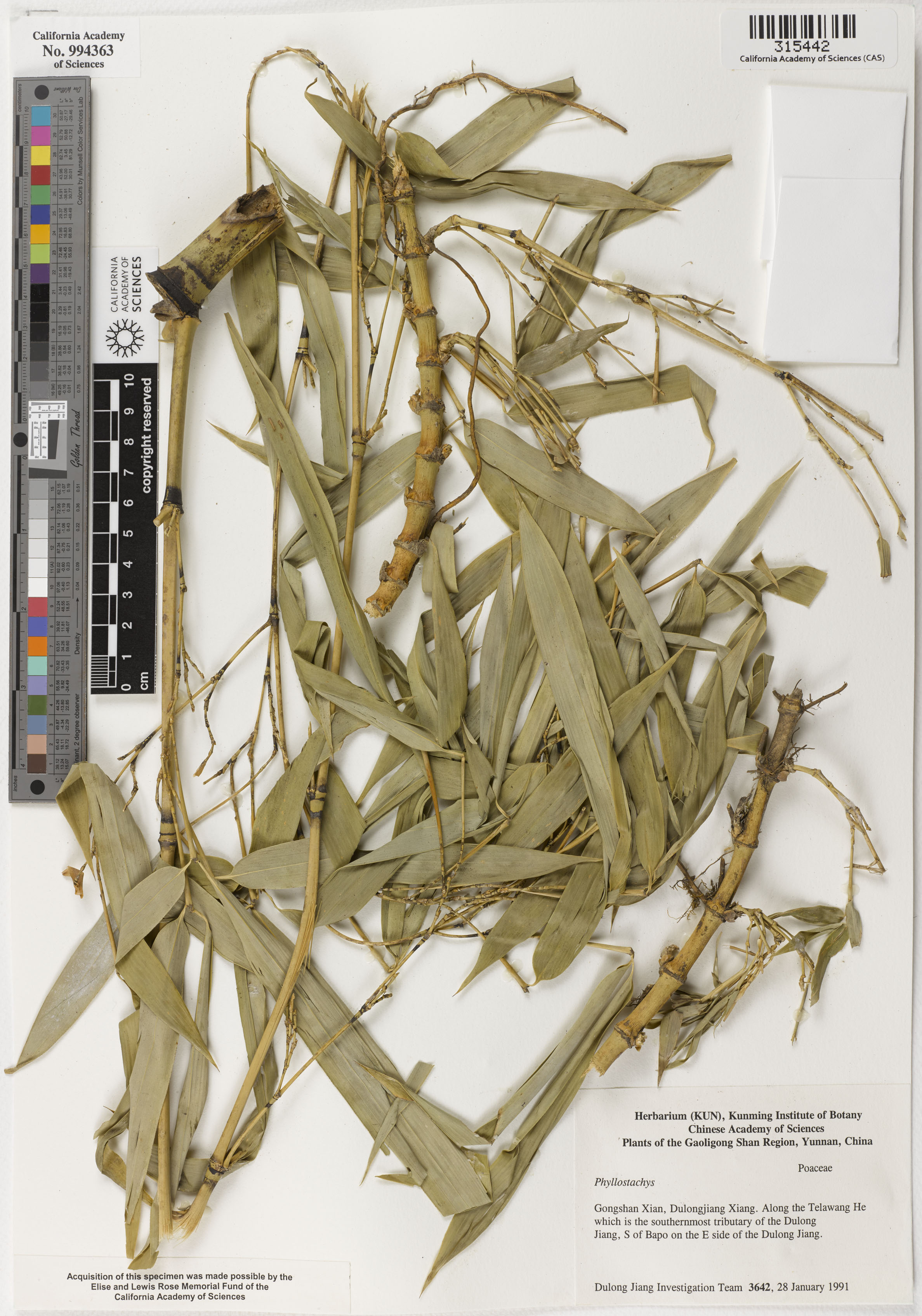 Phyllostachys image