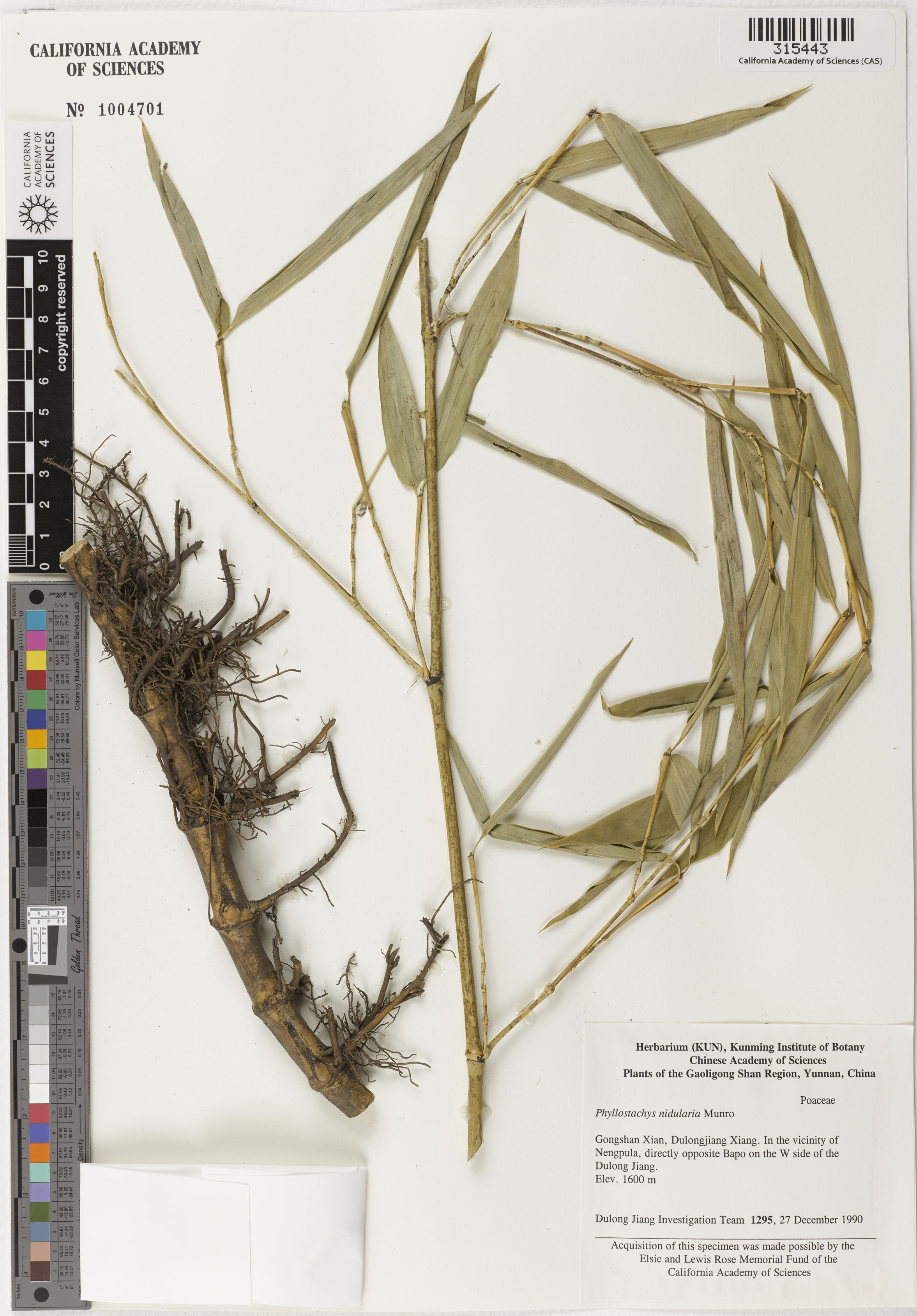 Phyllostachys image