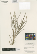 Image of Poa annua