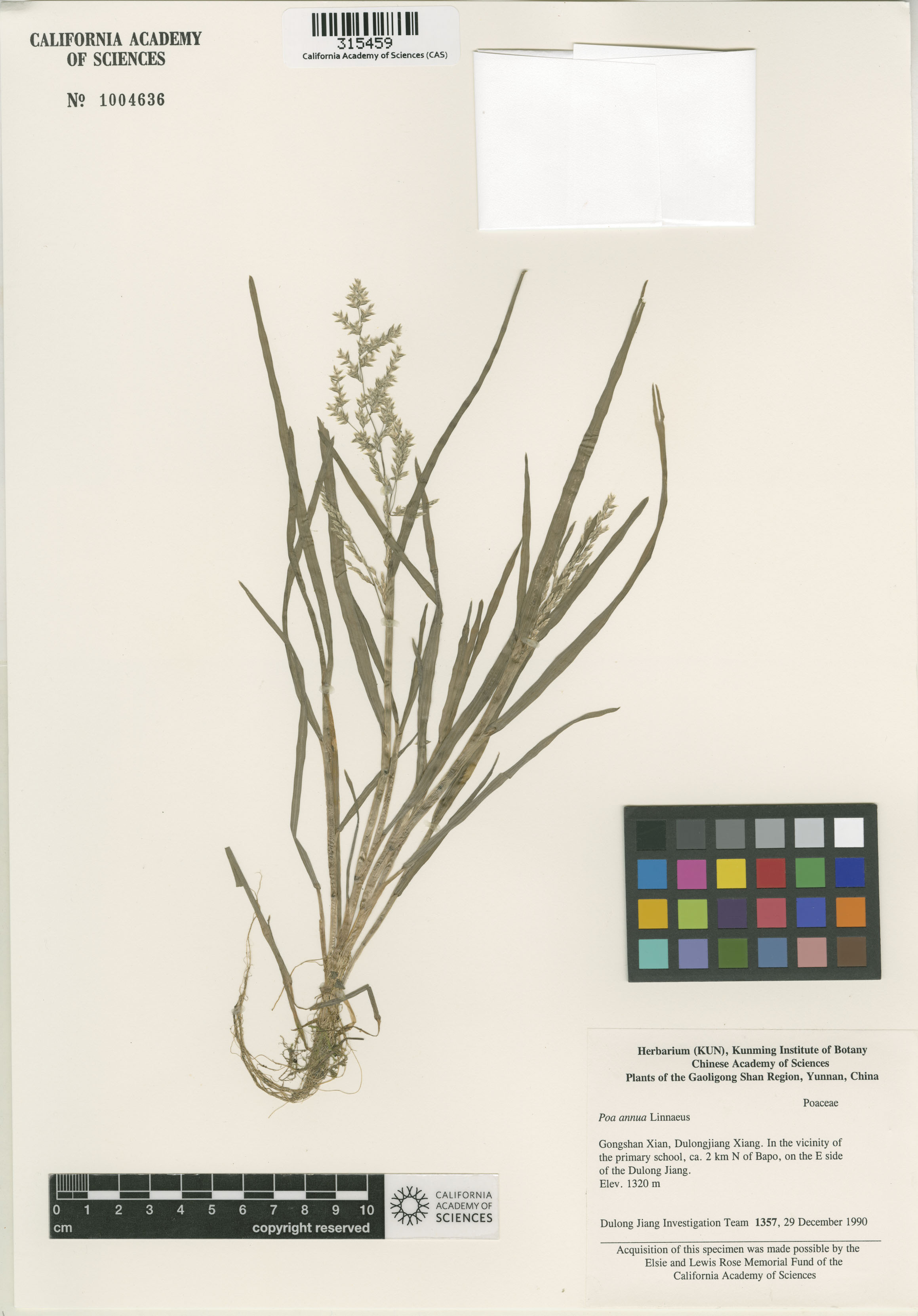 Poa annua image