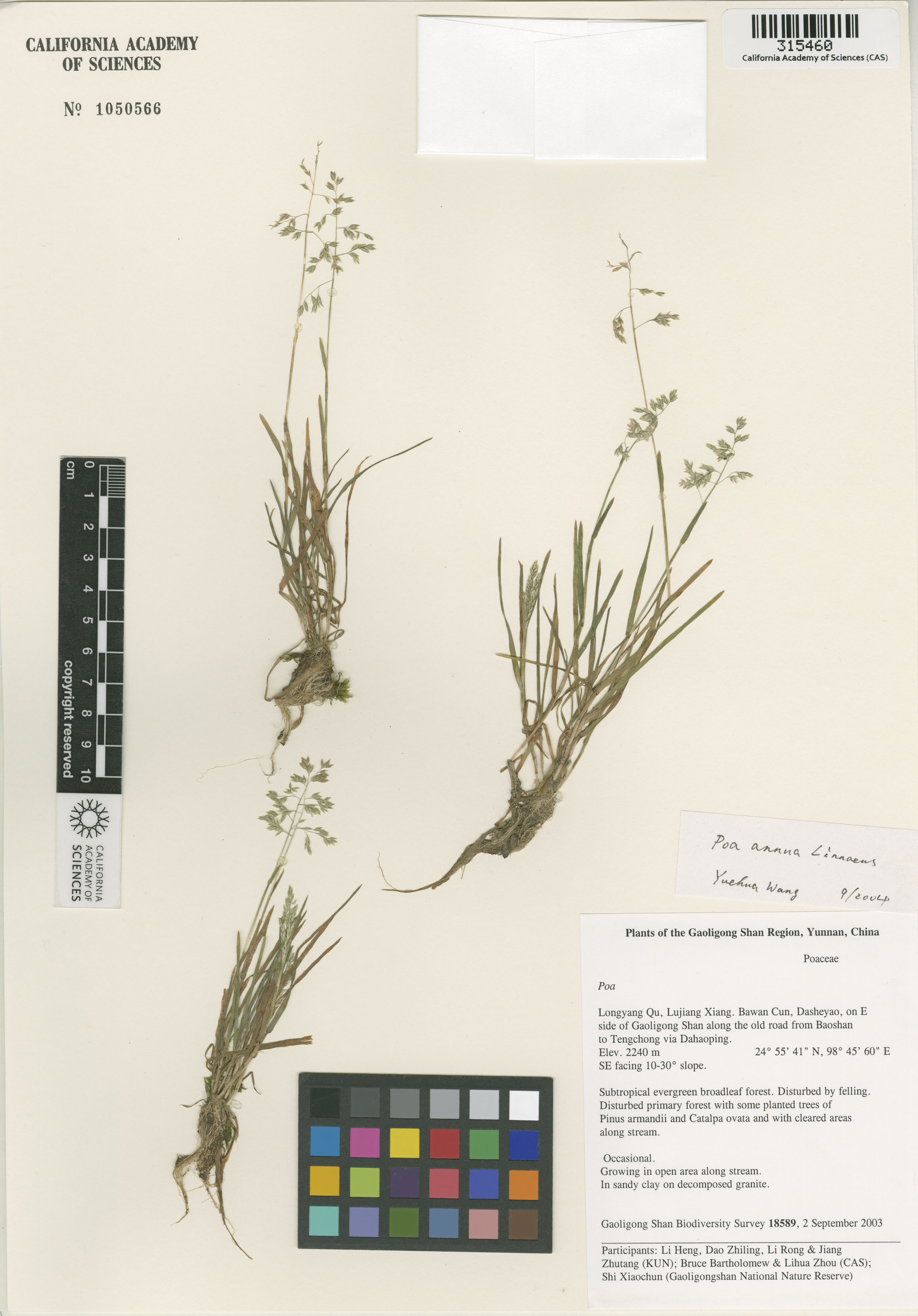Poa annua image