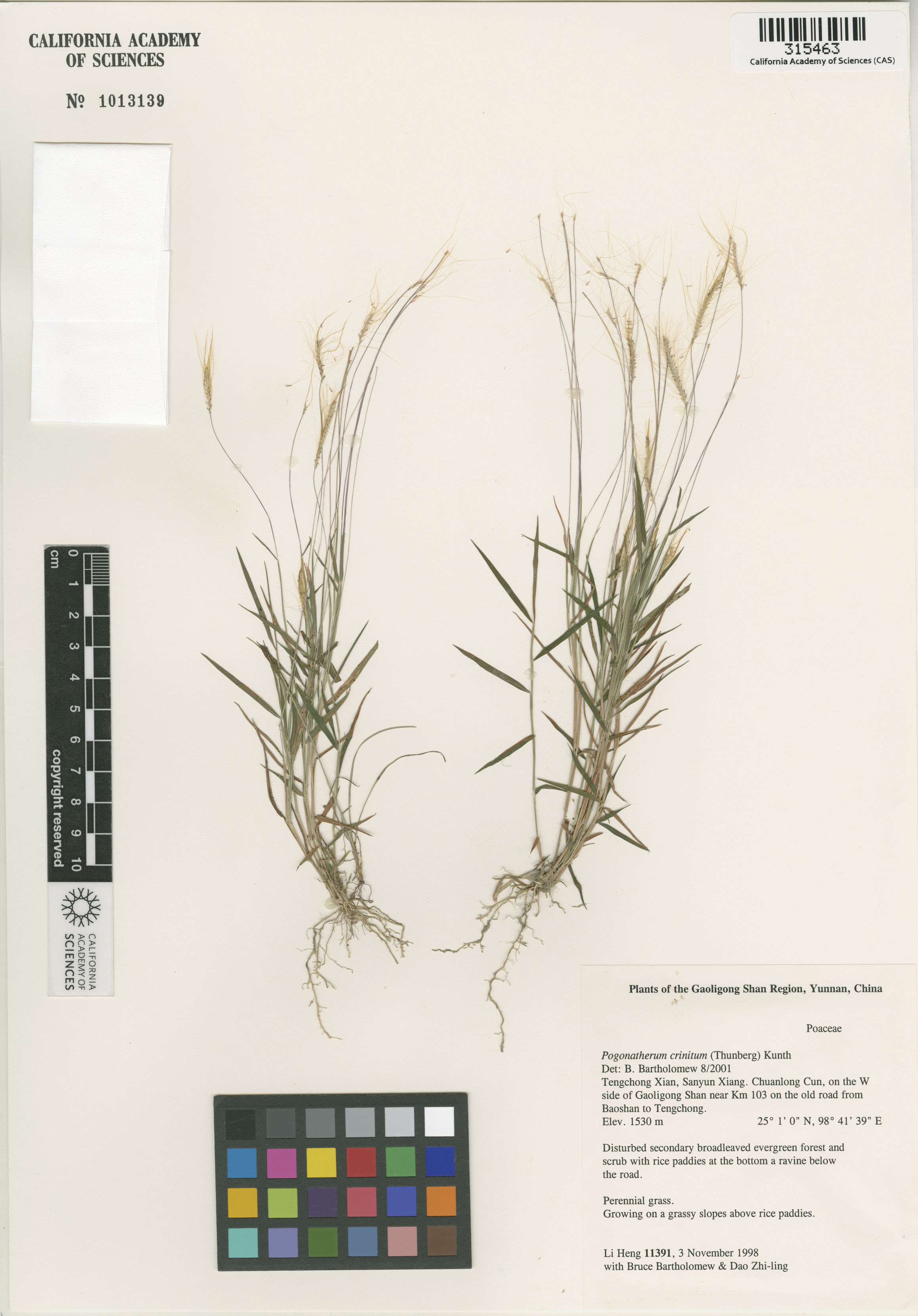 Pogonatherum crinitum image