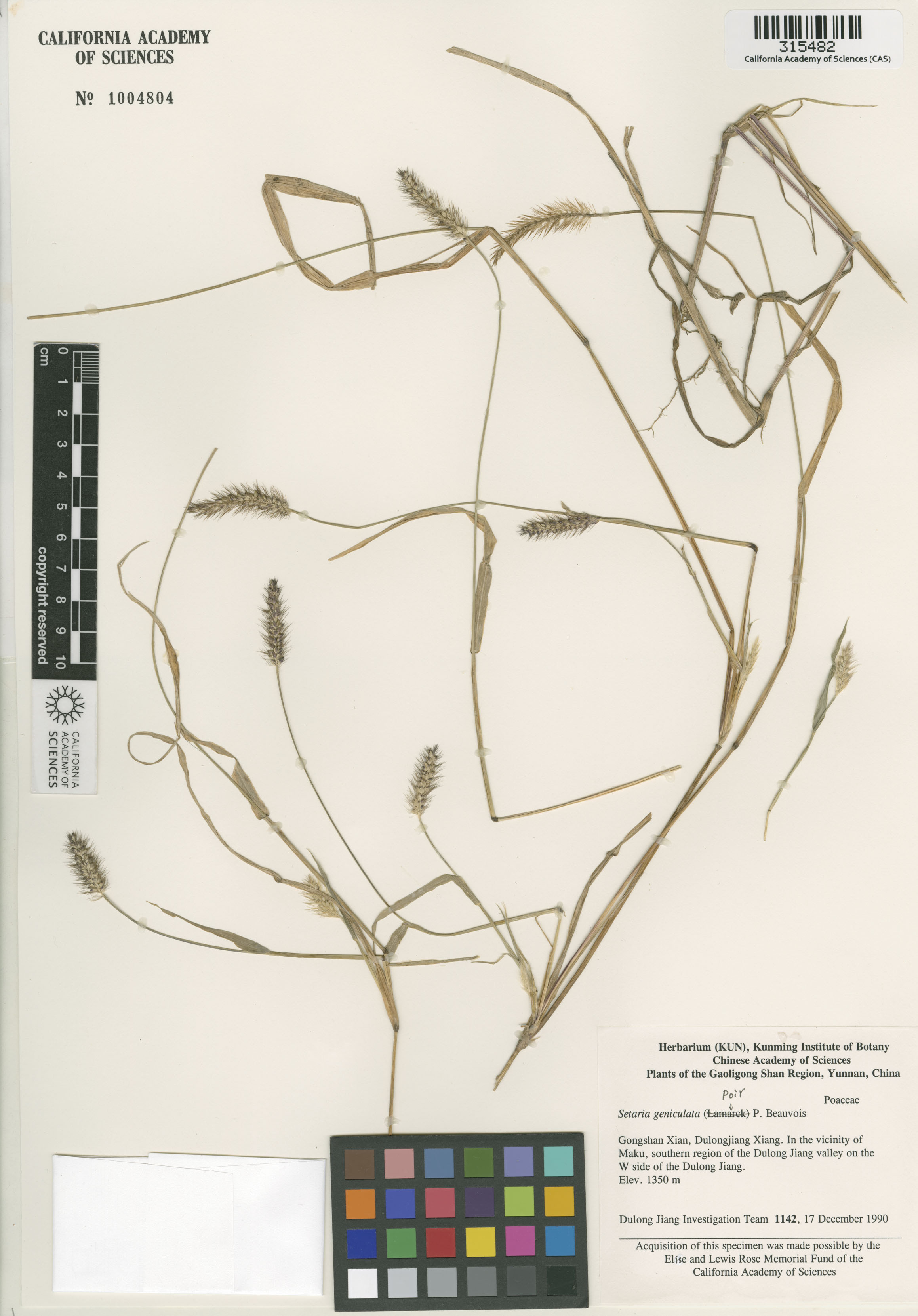 Setaria geniculata image