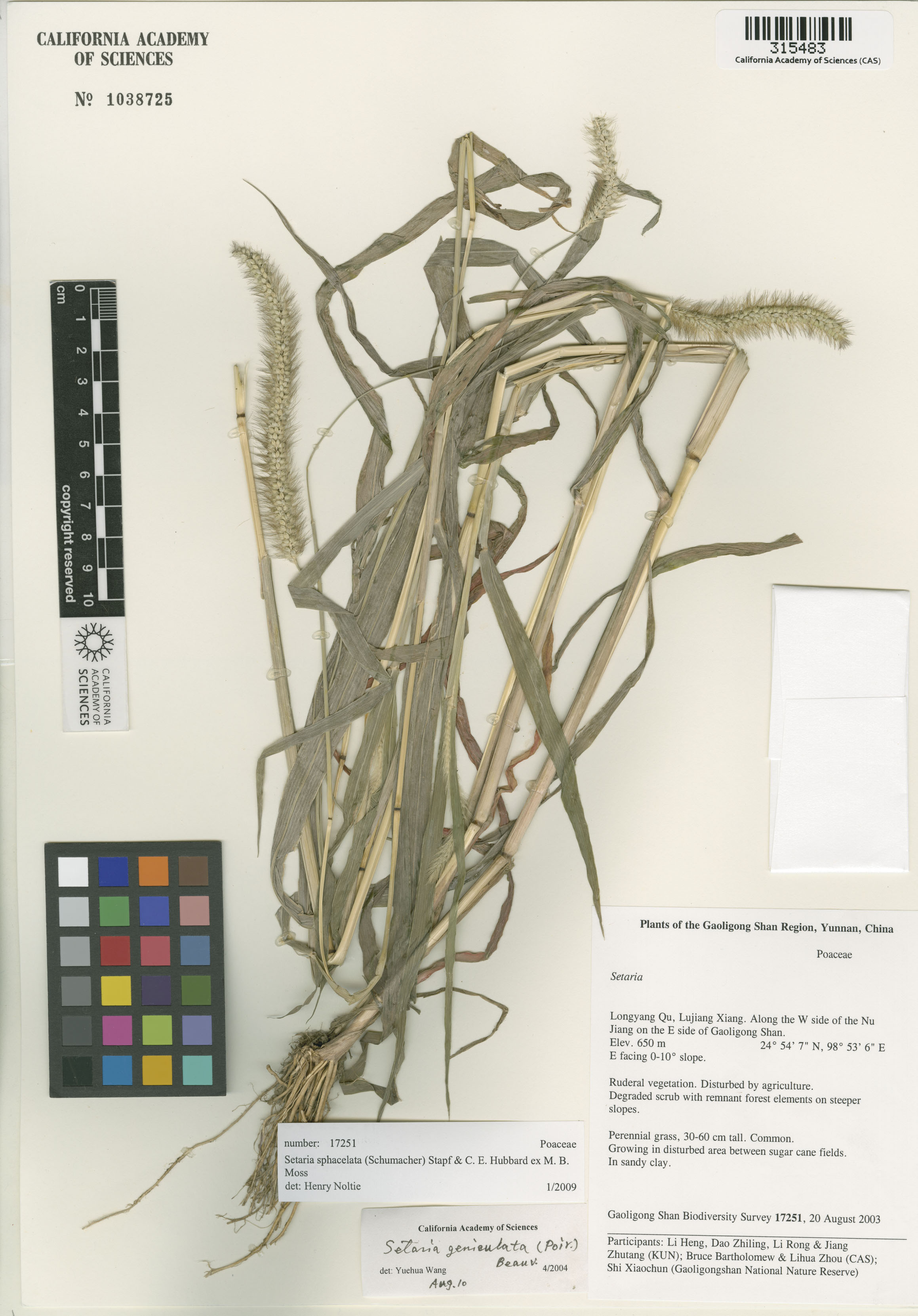 Setaria sphacelata image