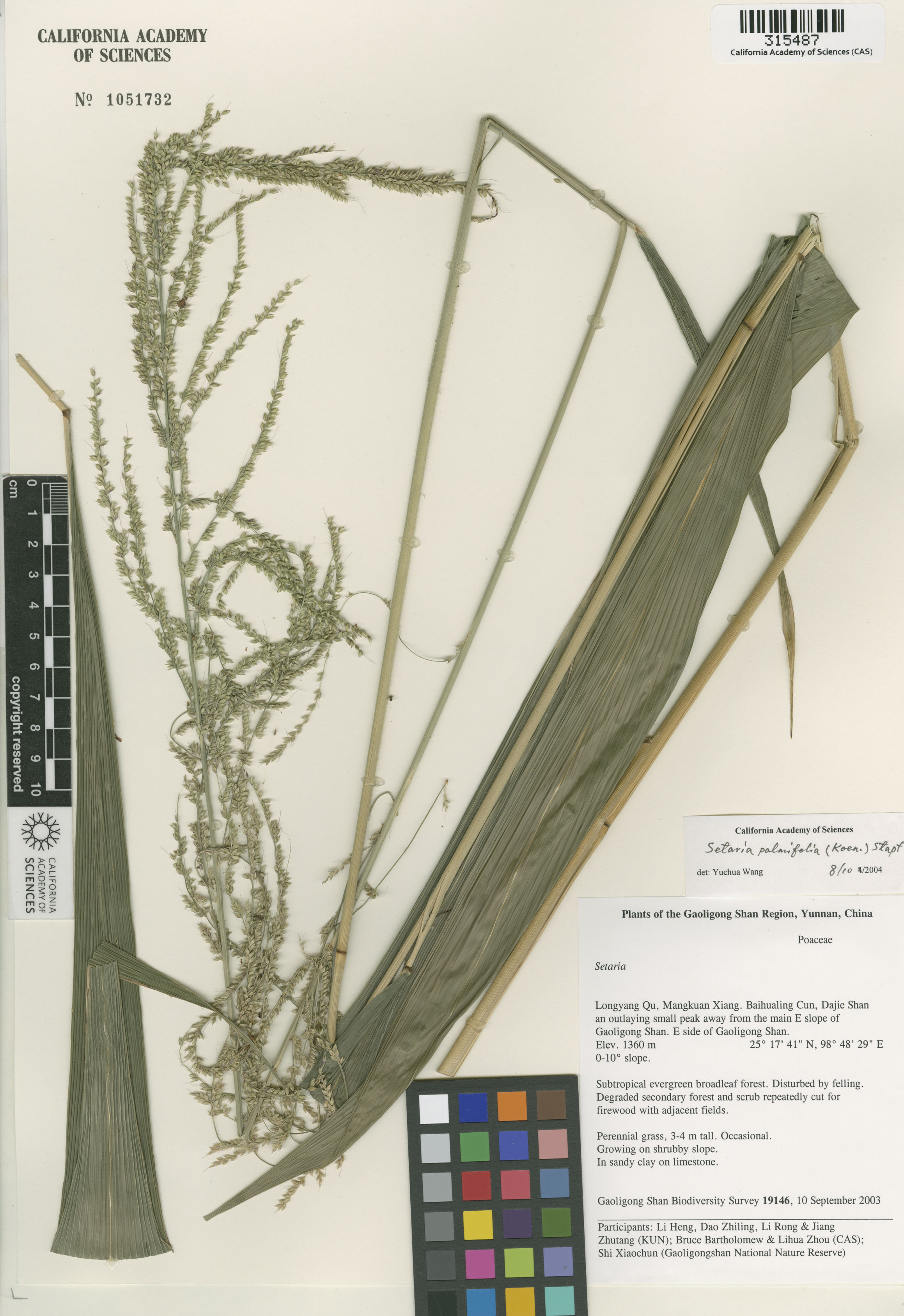 Setaria palmifolia image