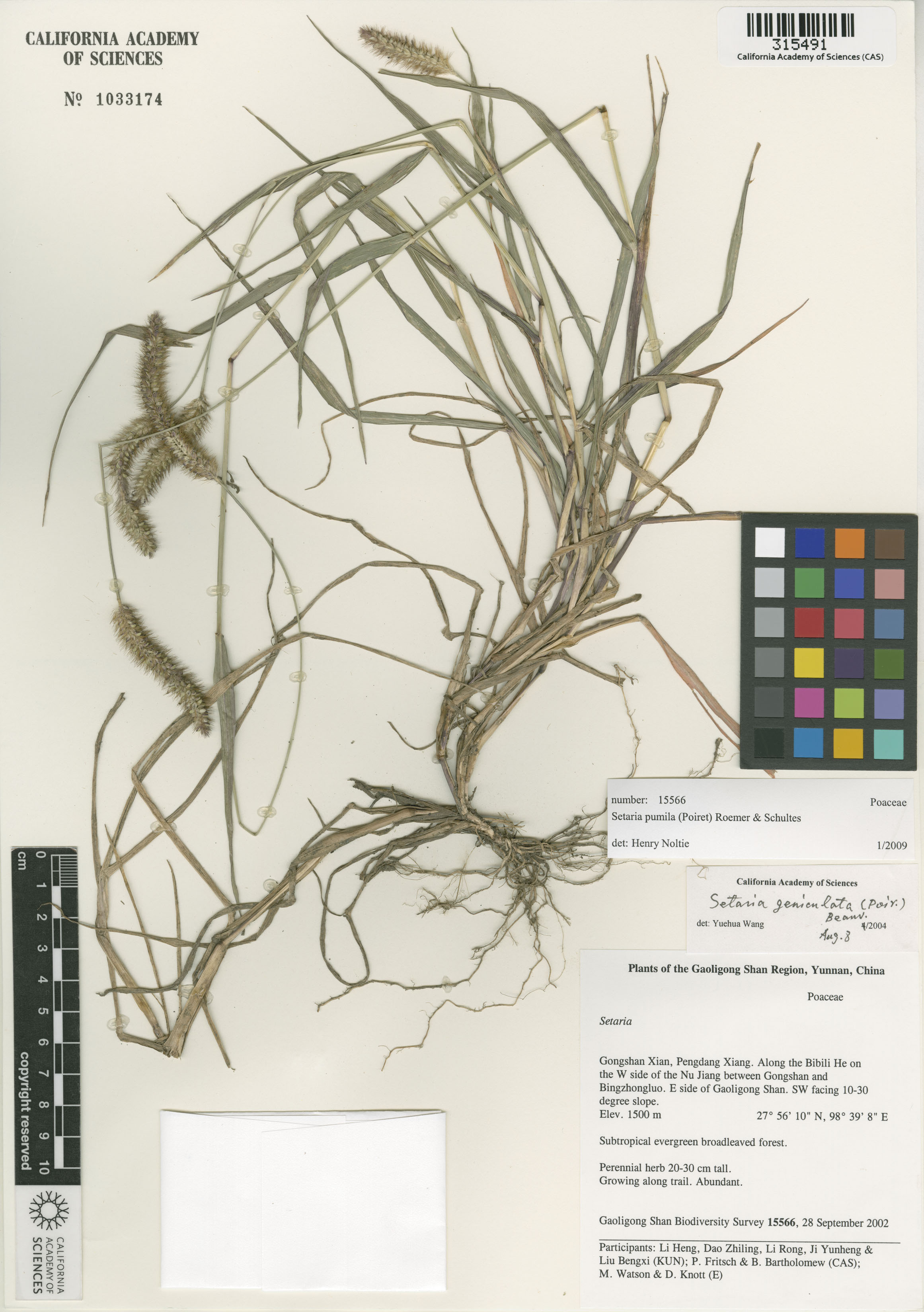 Setaria pumila image