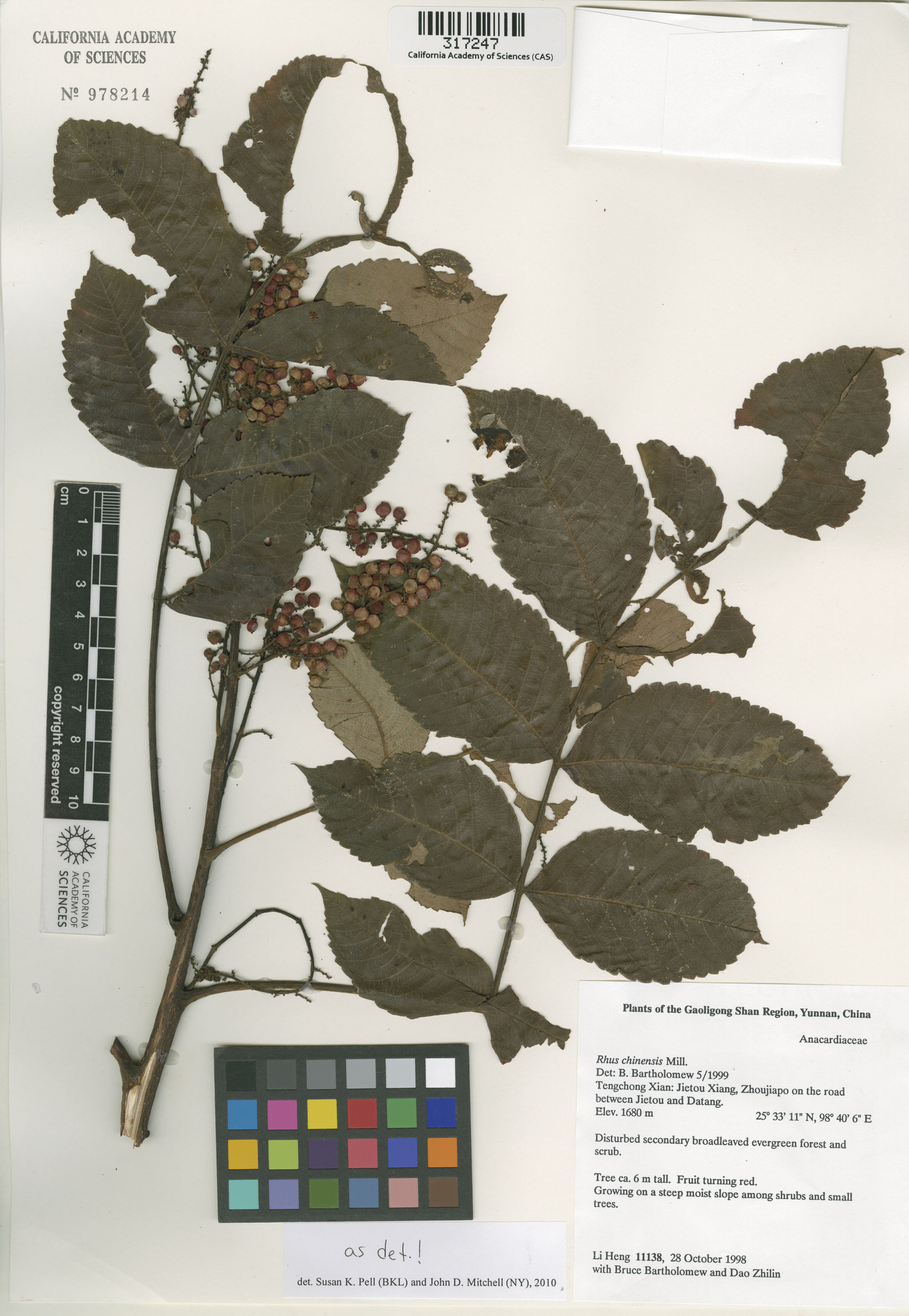 Rhus chinensis image