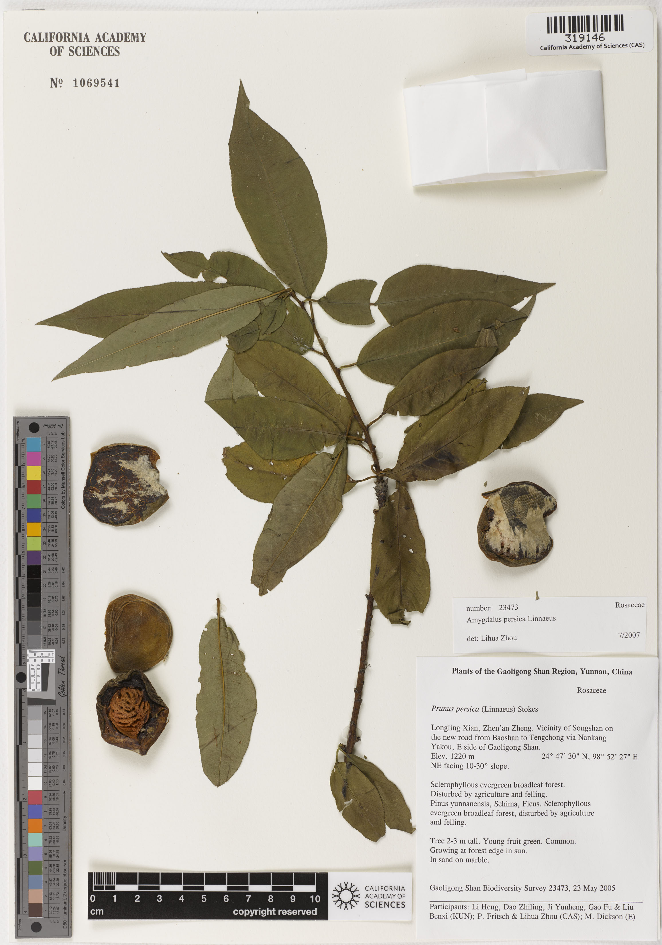 Prunus persica image