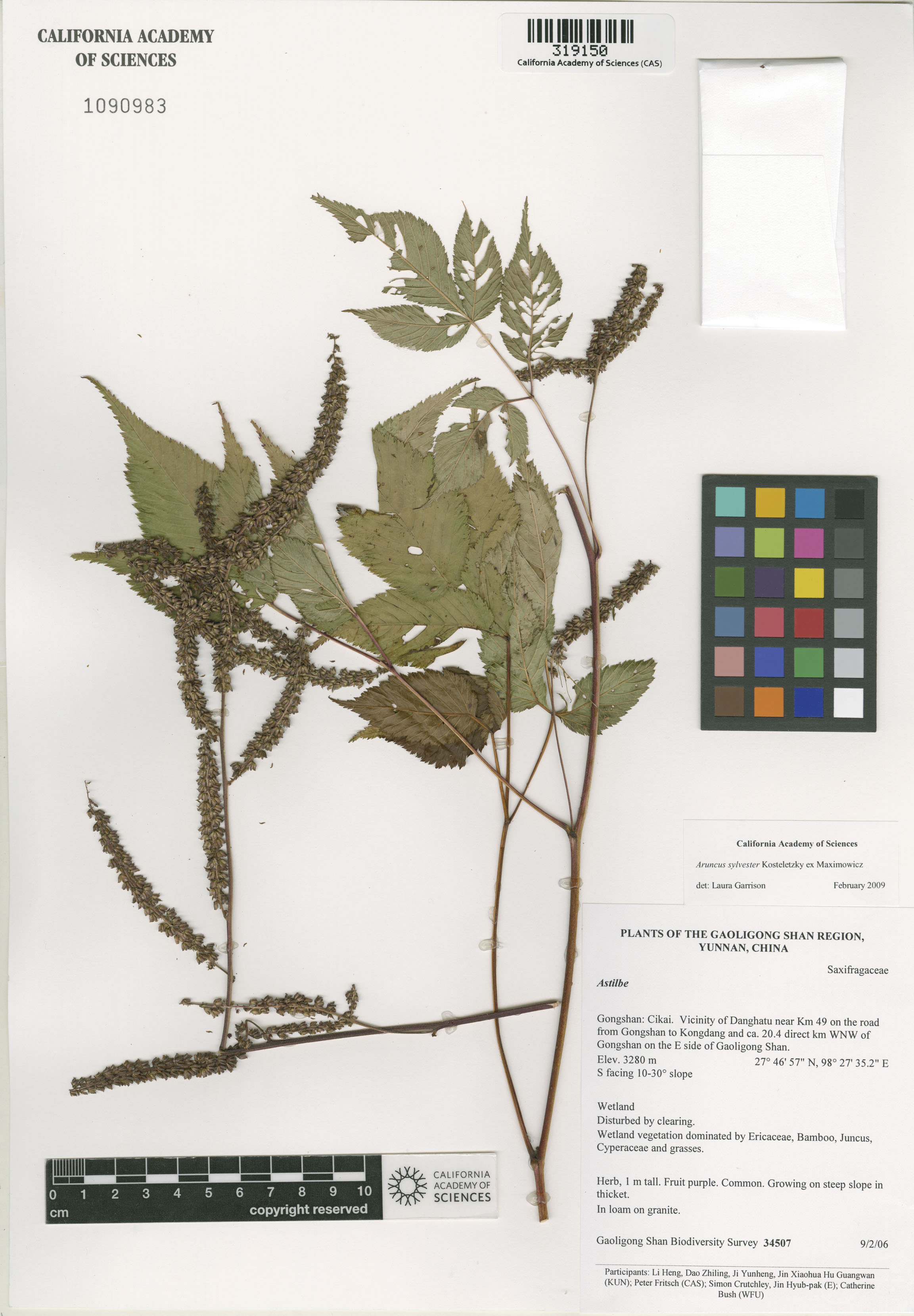Aruncus image