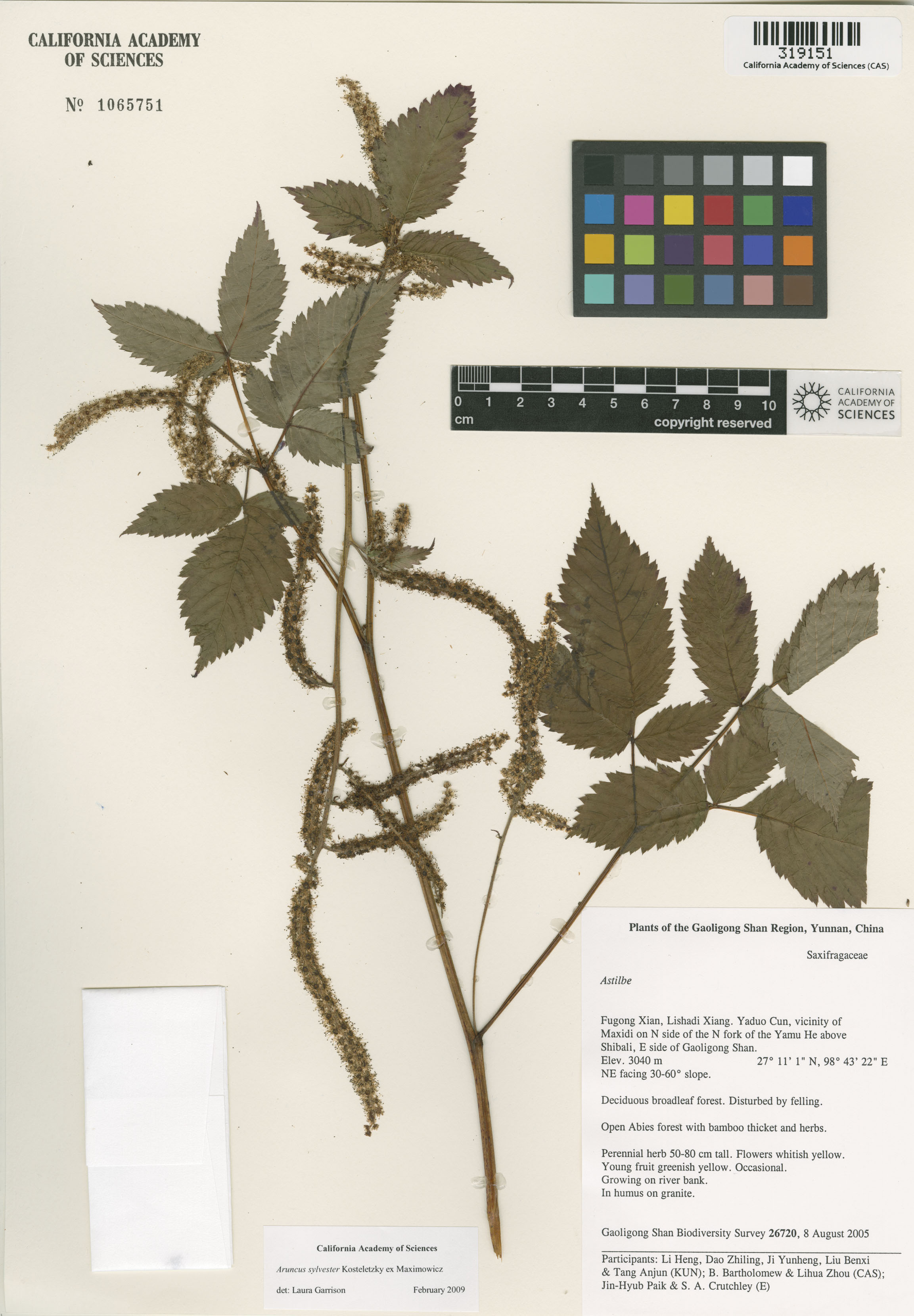 Aruncus dioicus var. vulgaris image