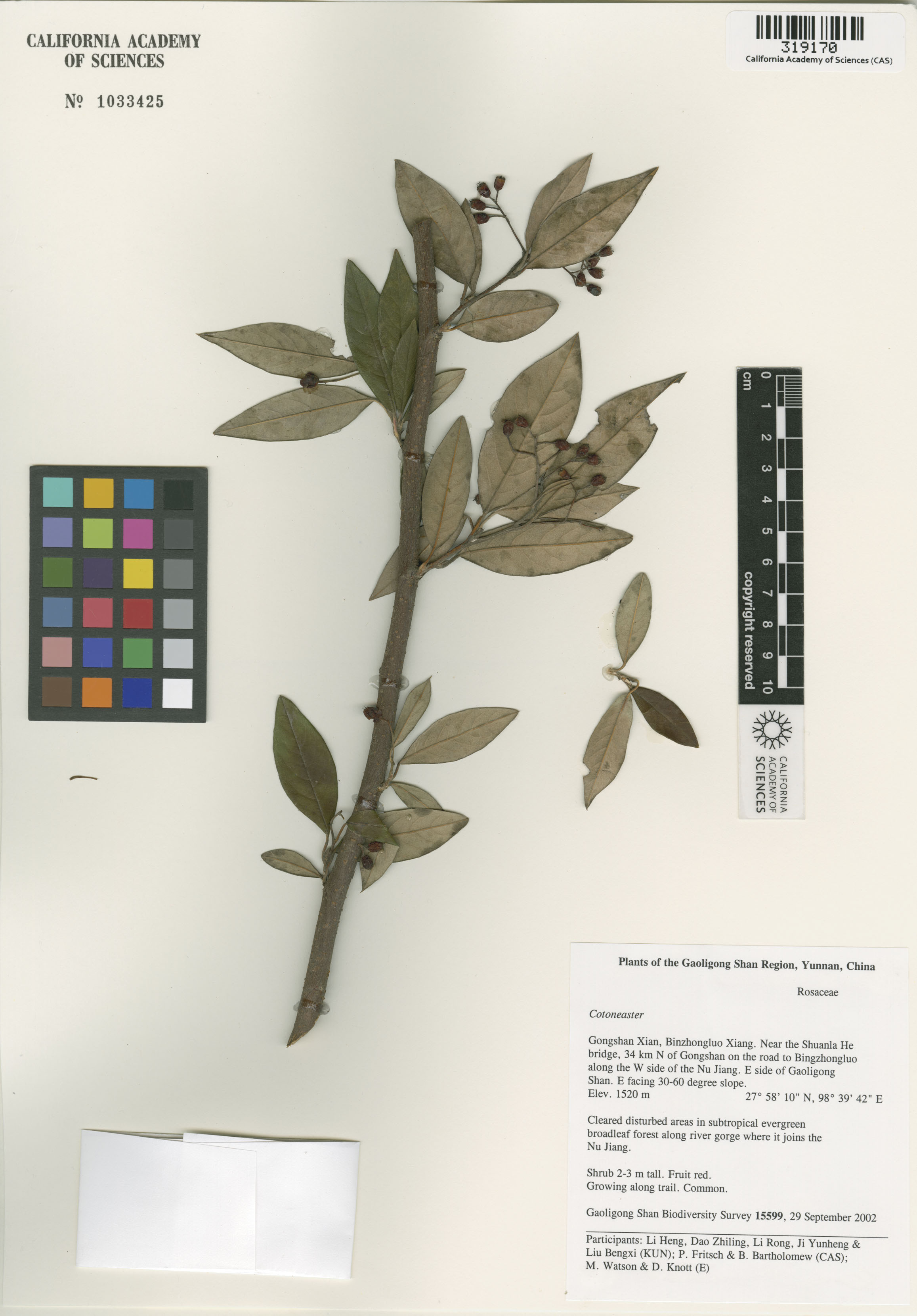 Rosaceae image
