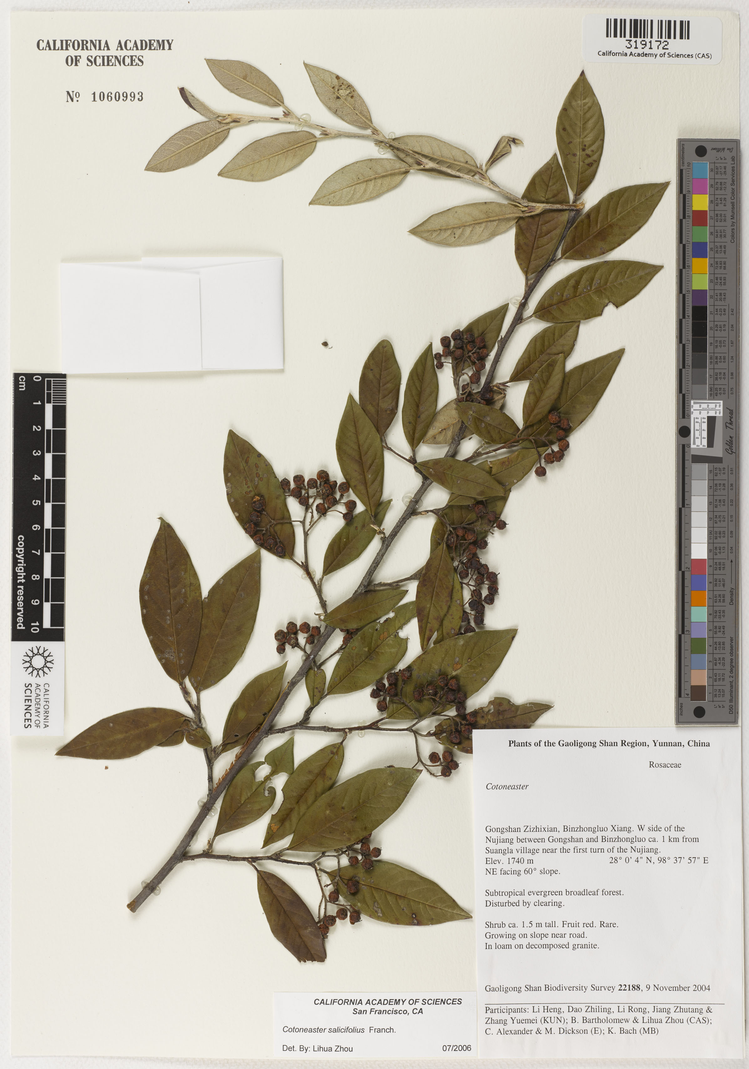 Cotoneaster salicifolius image
