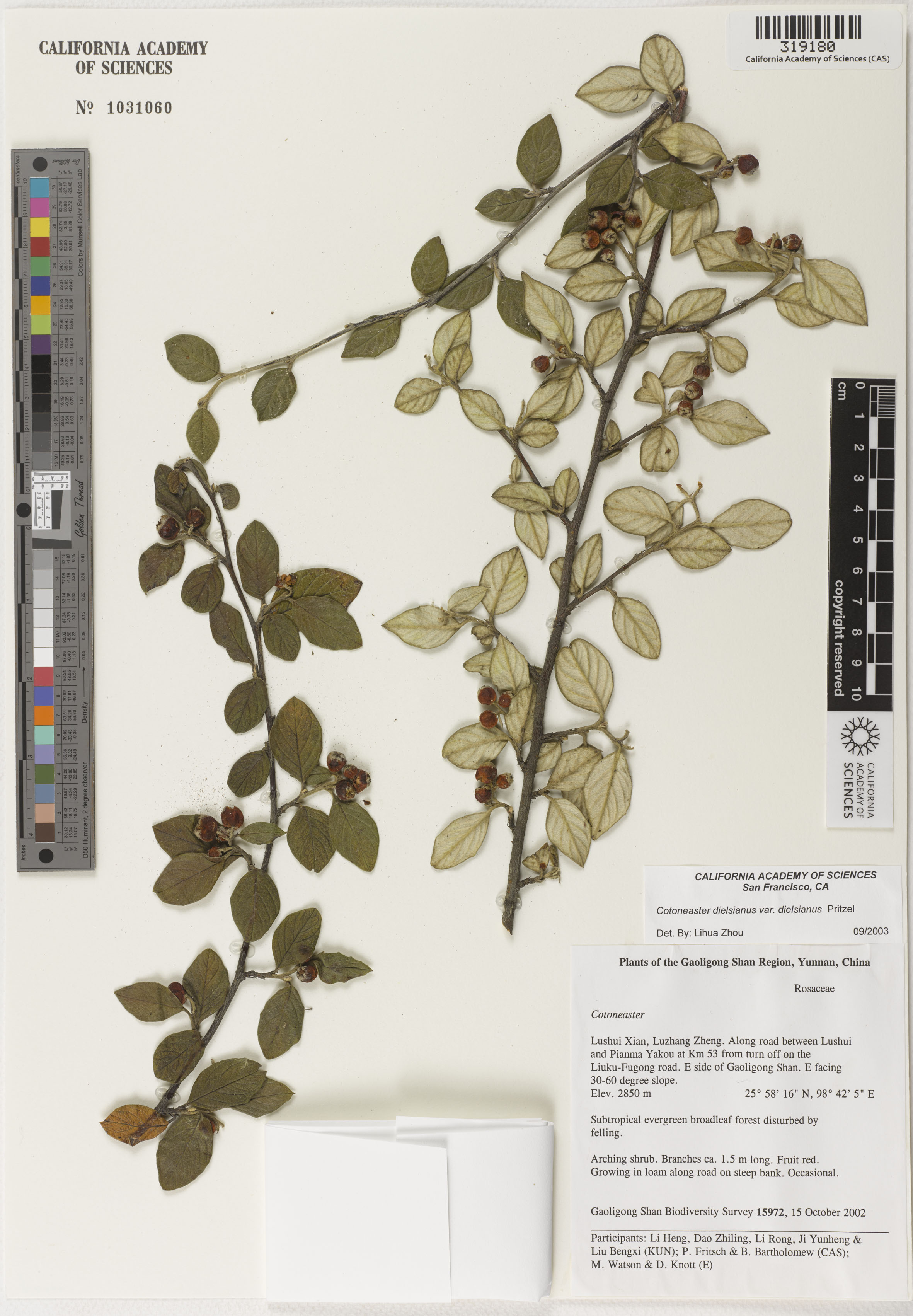 Cotoneaster dielsianus var. dielsianus image
