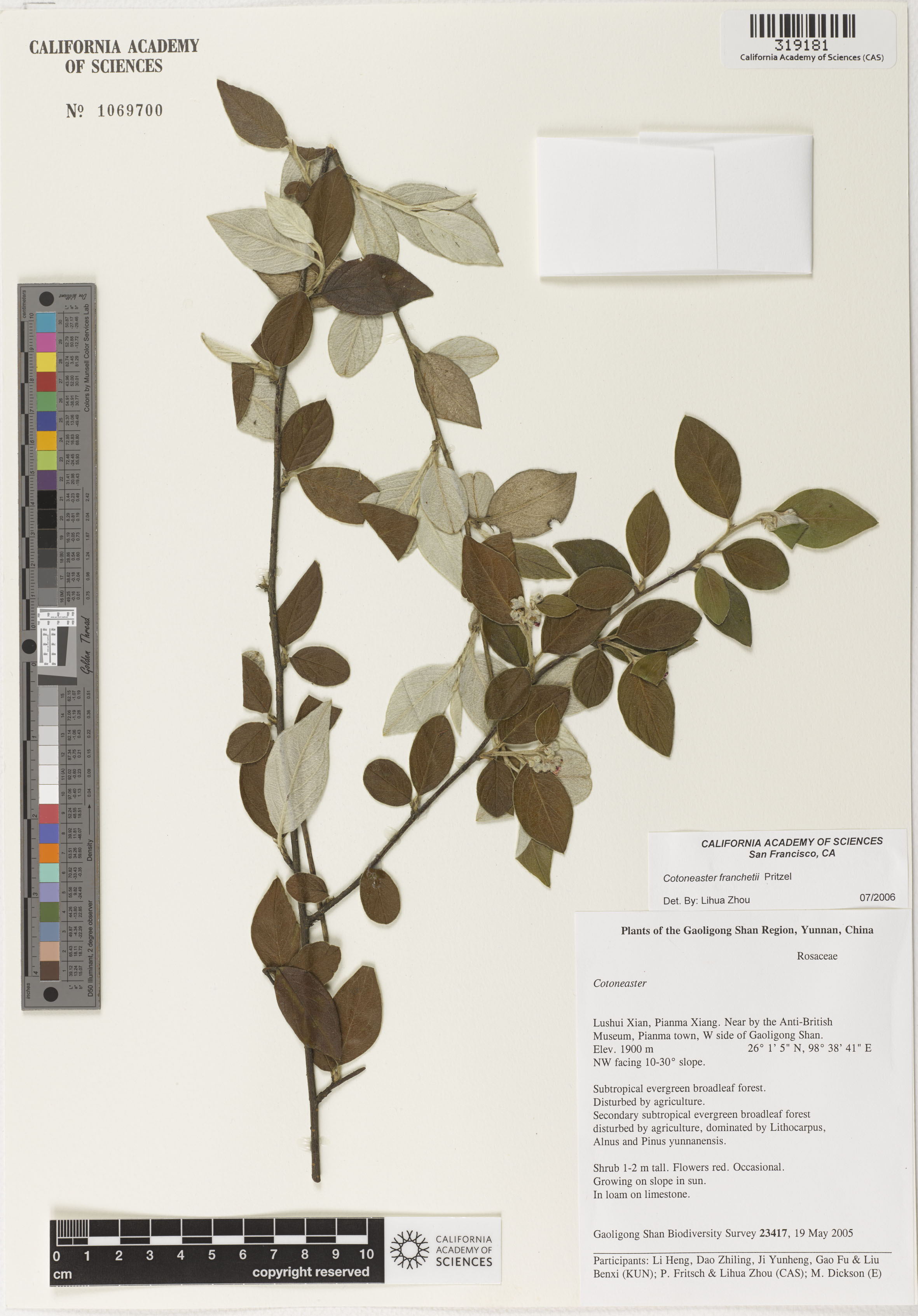 Cotoneaster franchetii image