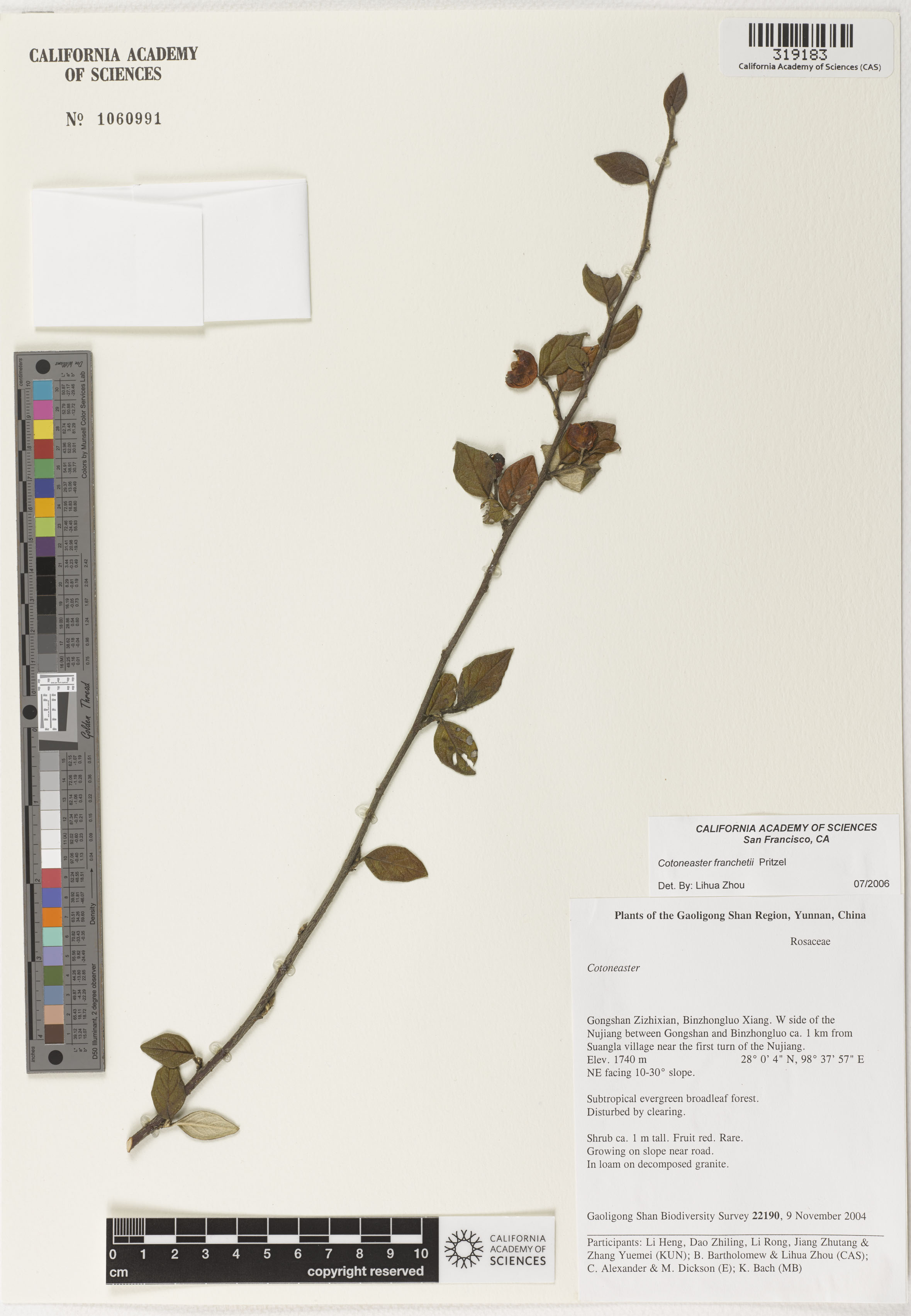 Cotoneaster franchetii image