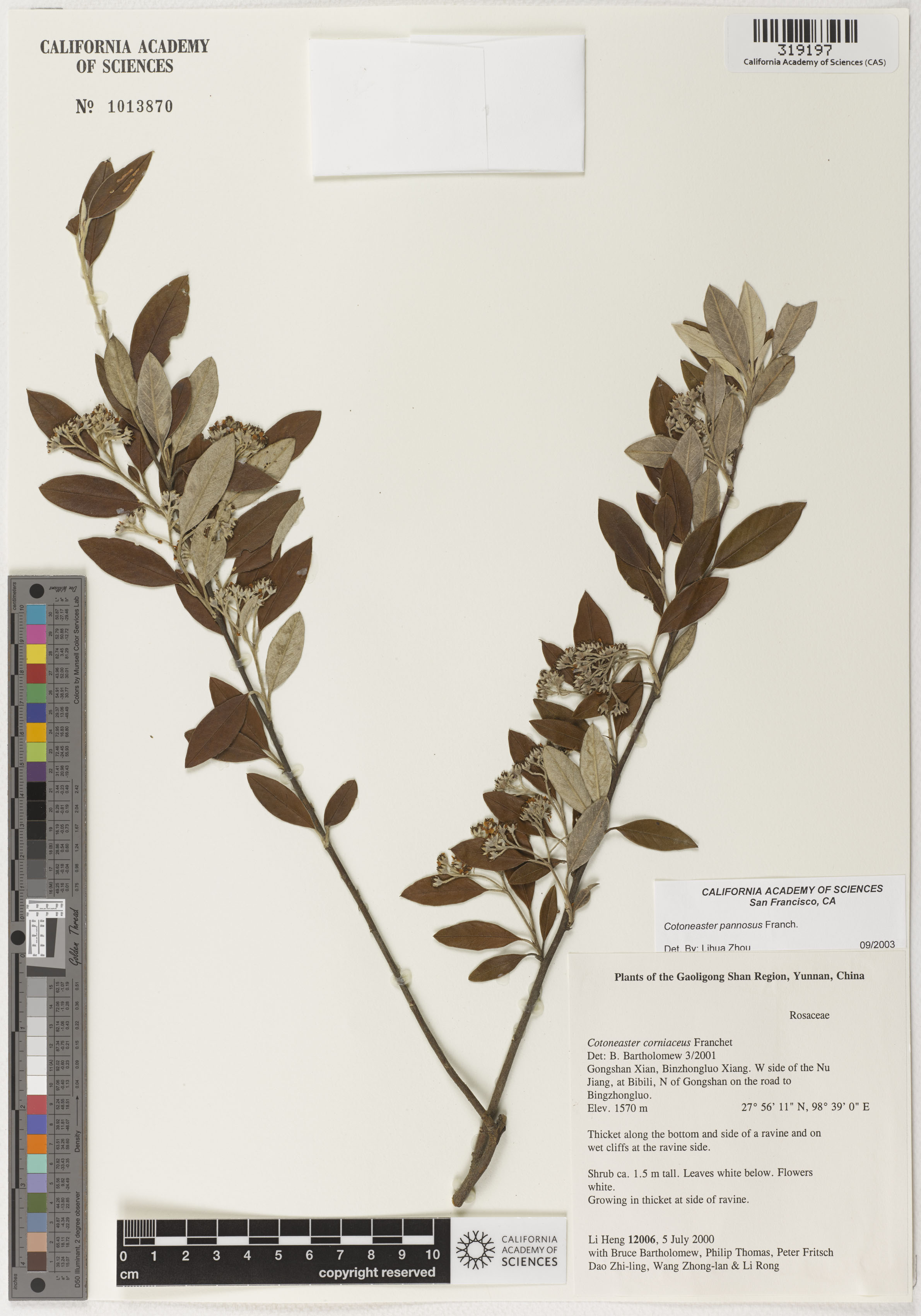 Cotoneaster pannosus image