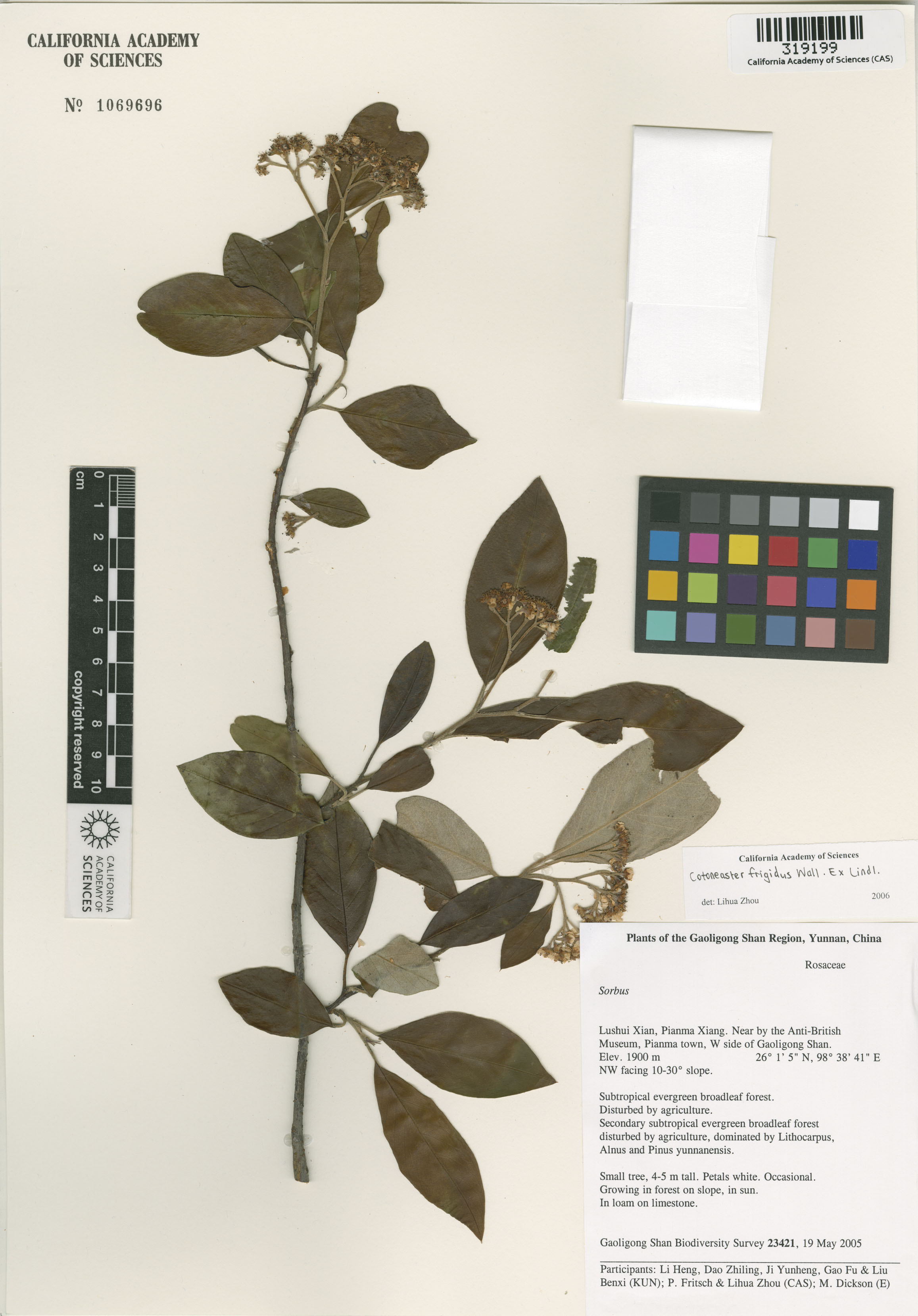 Cotoneaster frigidus image