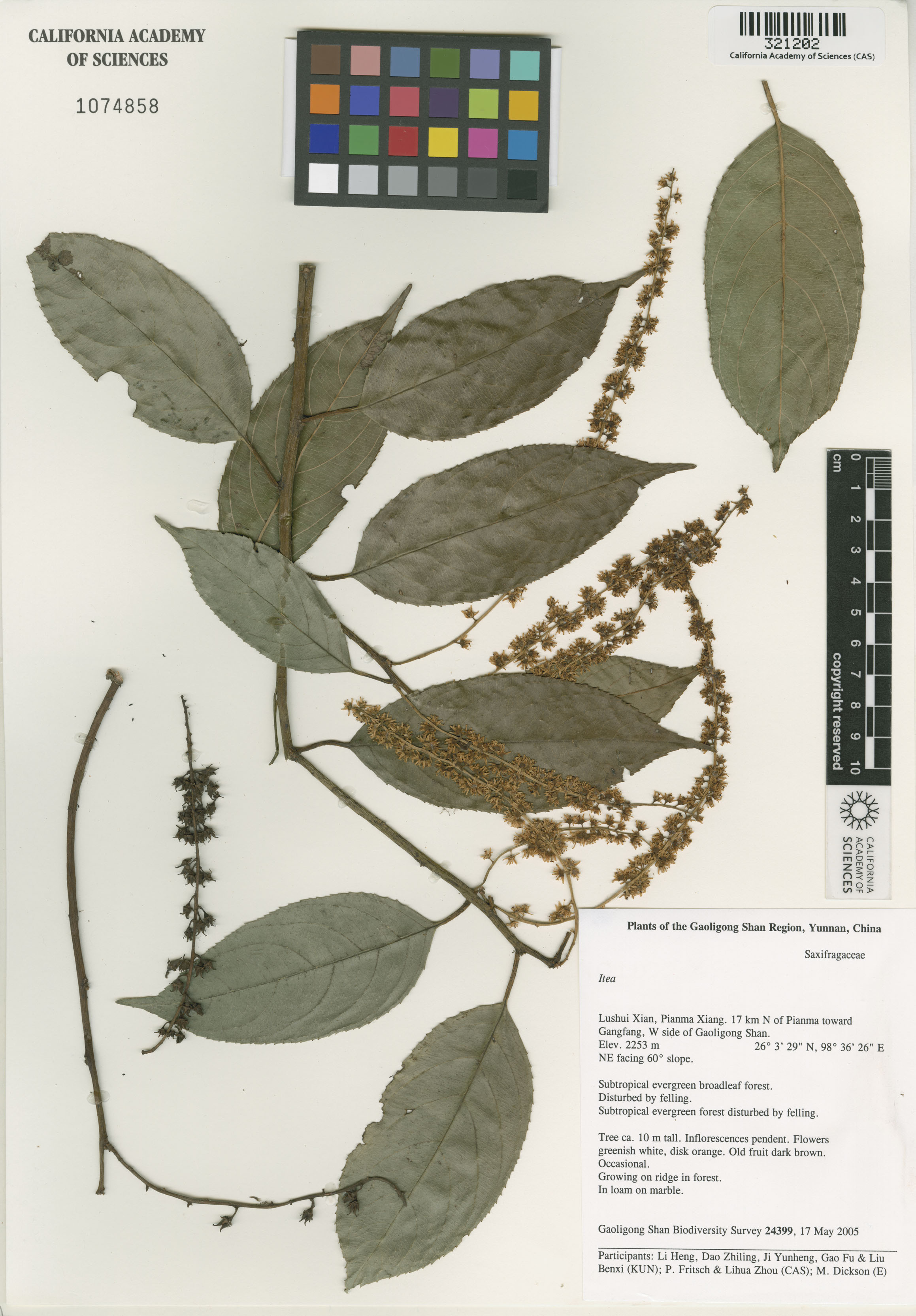 Iteaceae image