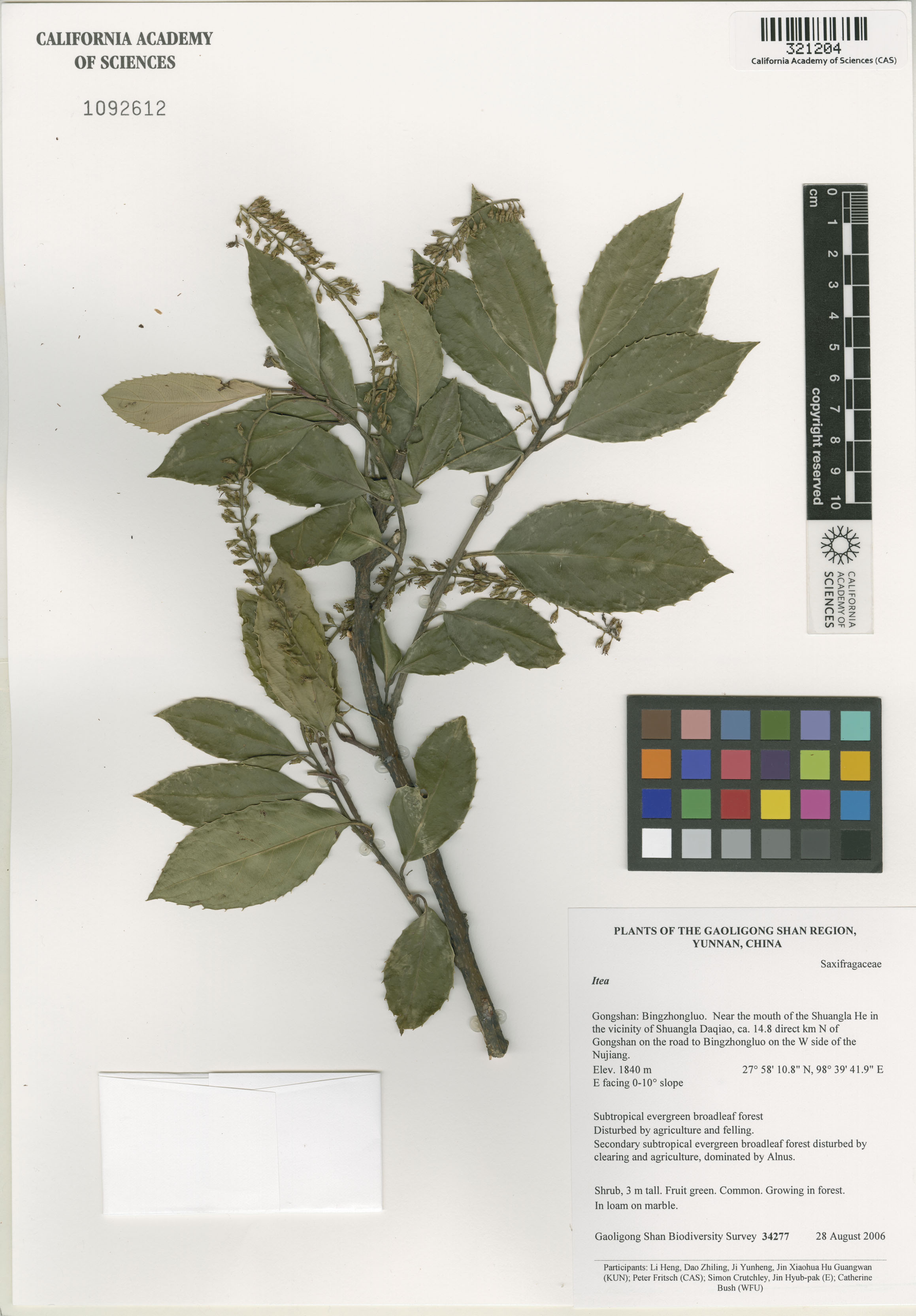 Iteaceae image