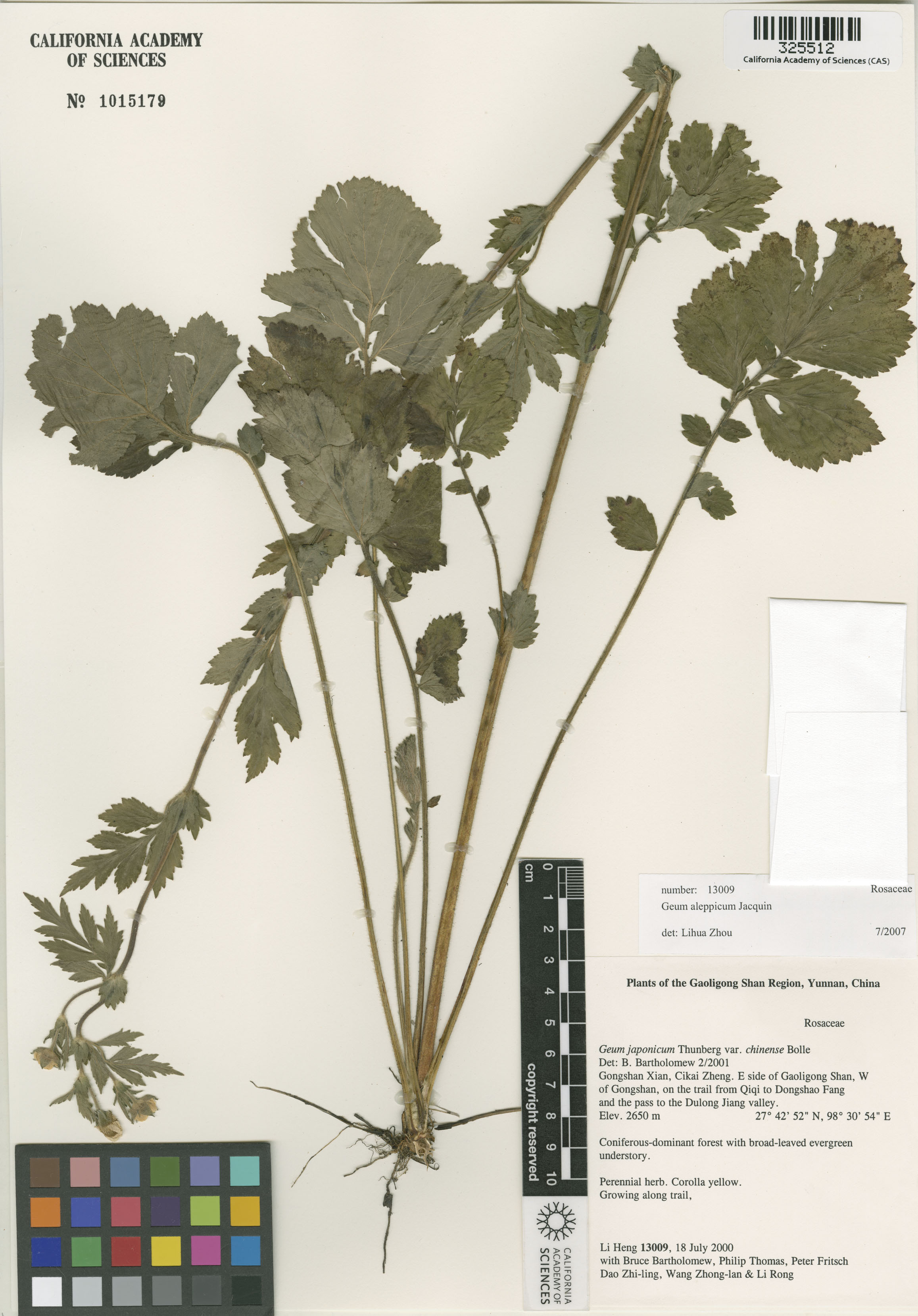 Geum aleppicum image