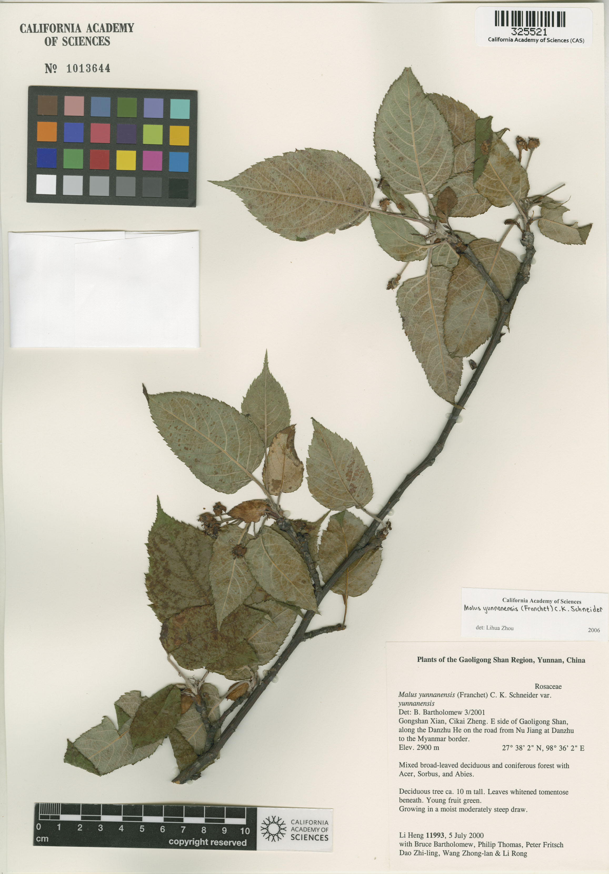 Malus yunnanensis image
