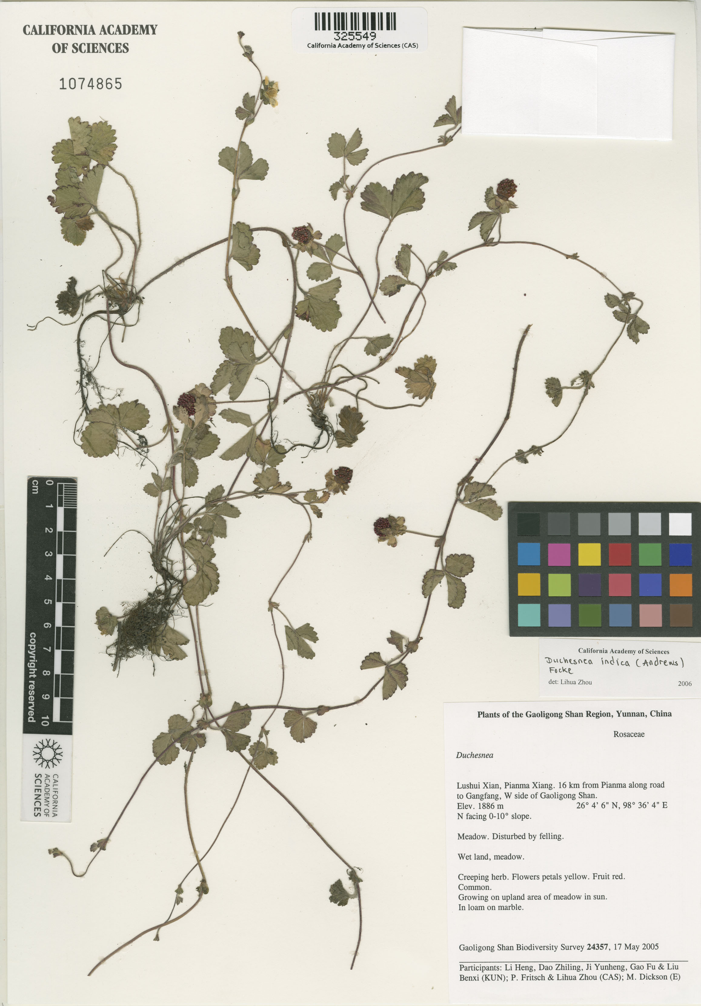 Duchesnea indica image