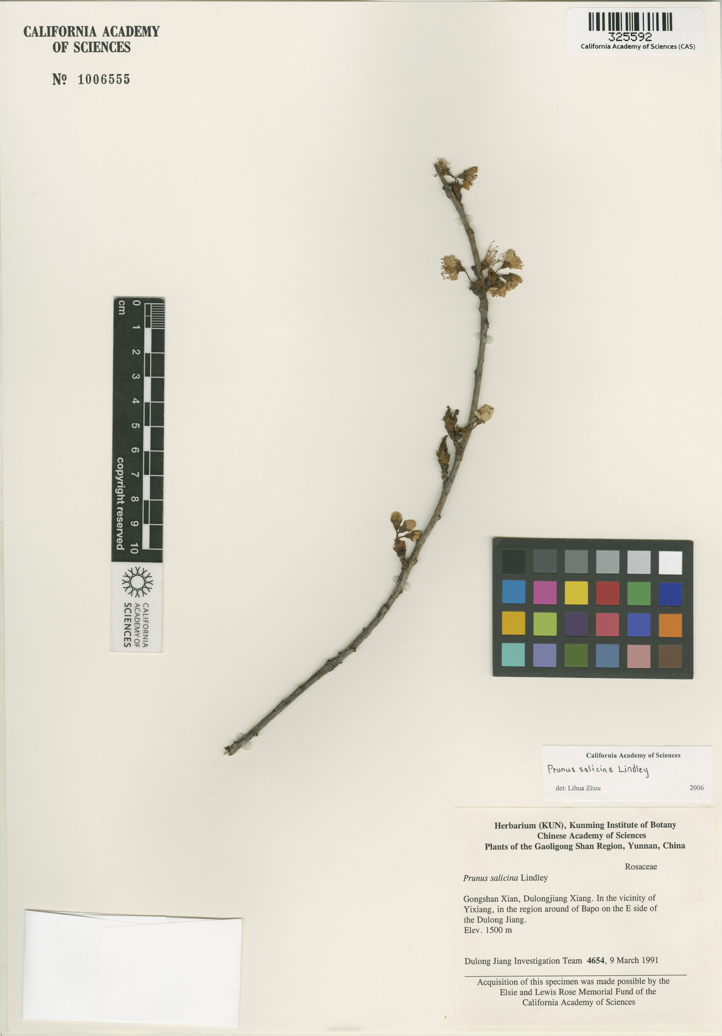Prunus image