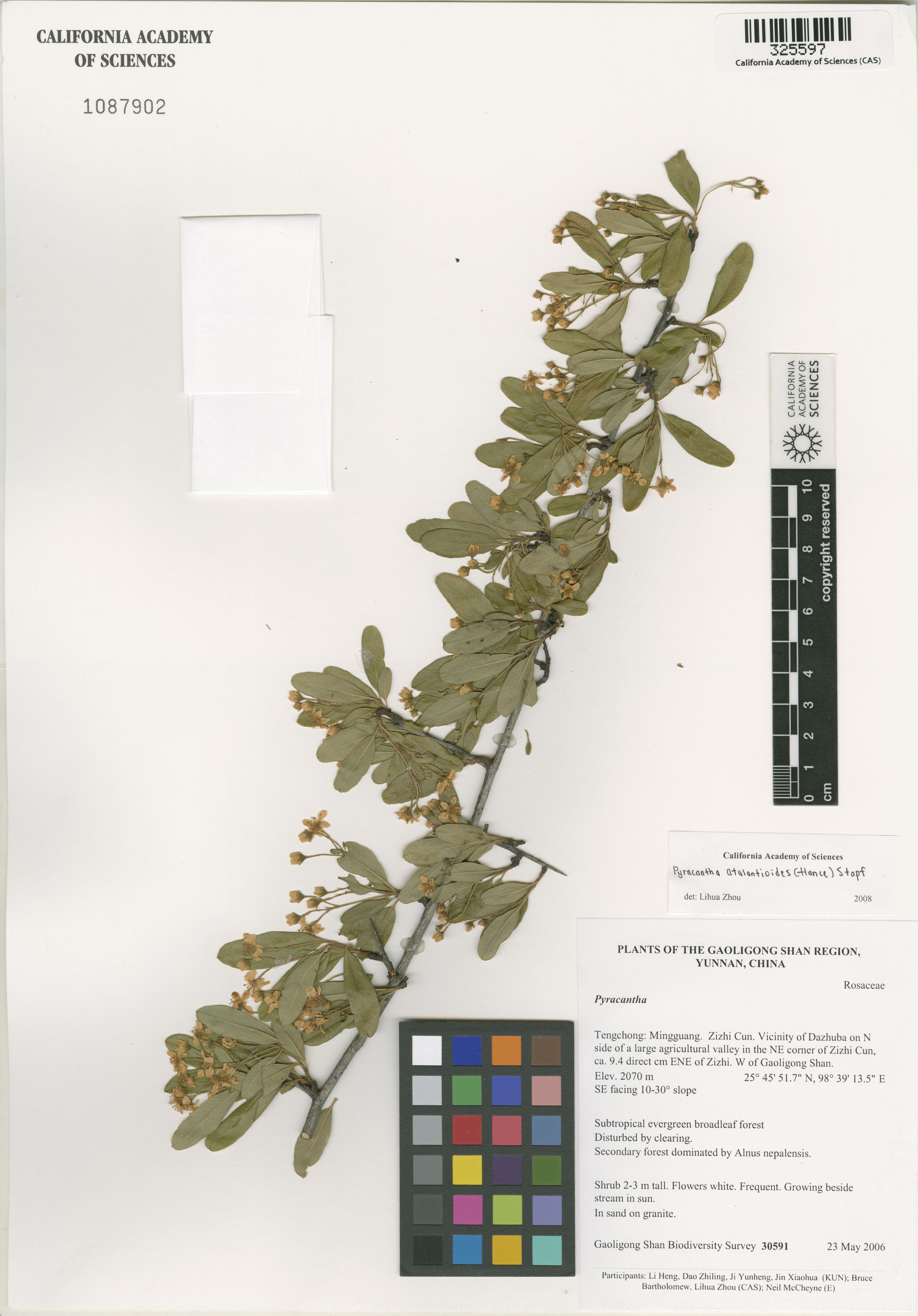 Pyracantha atalantioides image