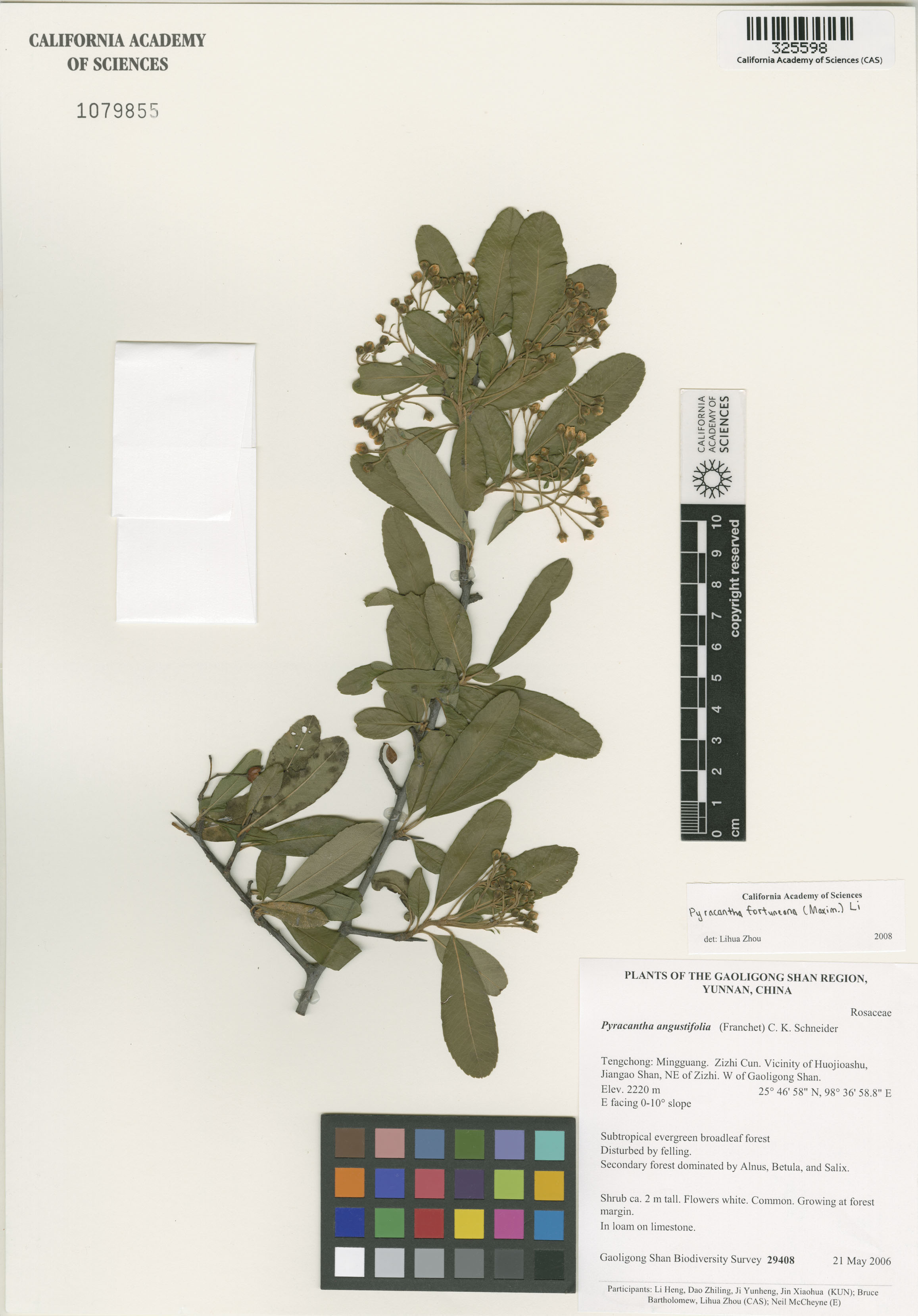 Pyracantha fortuneana image