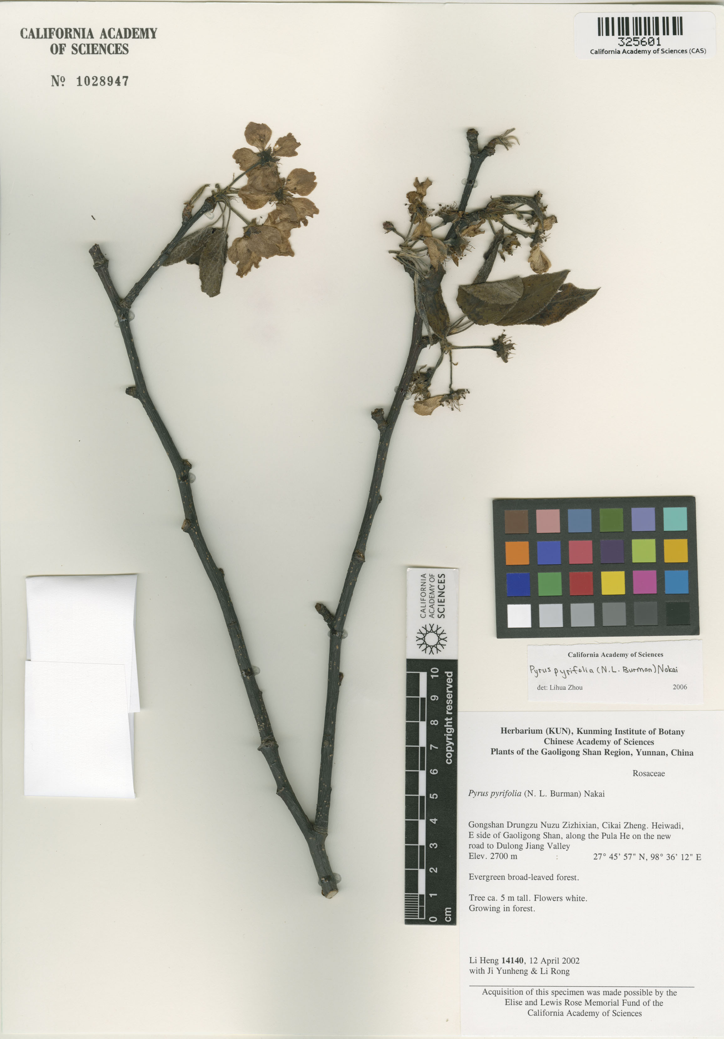 Pyrus pyrifolia image