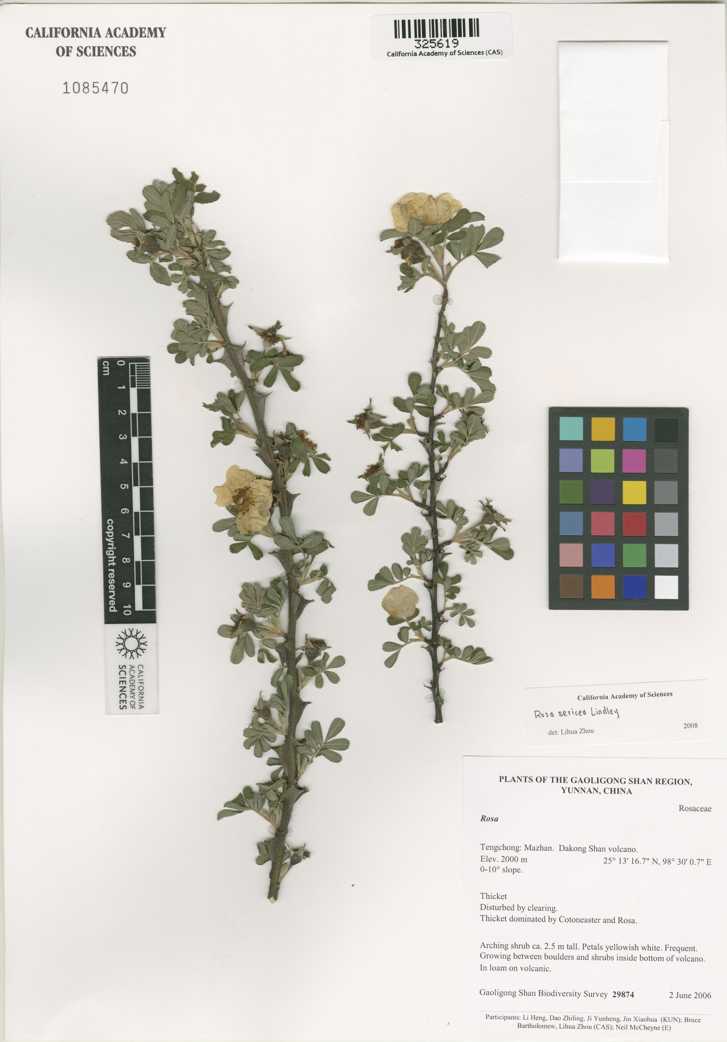 Rosa image